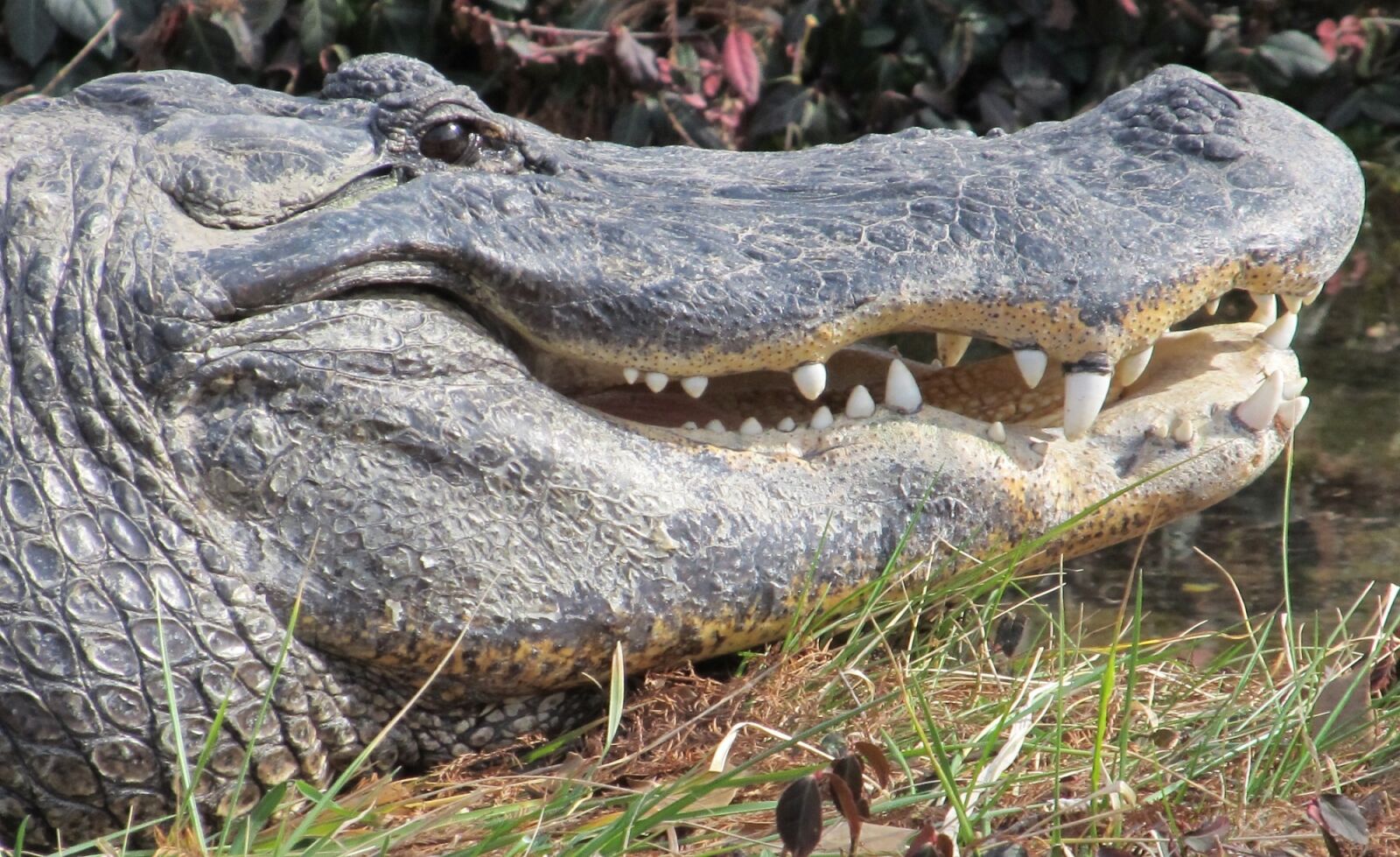 Canon PowerShot SX130 IS sample photo. Alligator, head, teeth photography