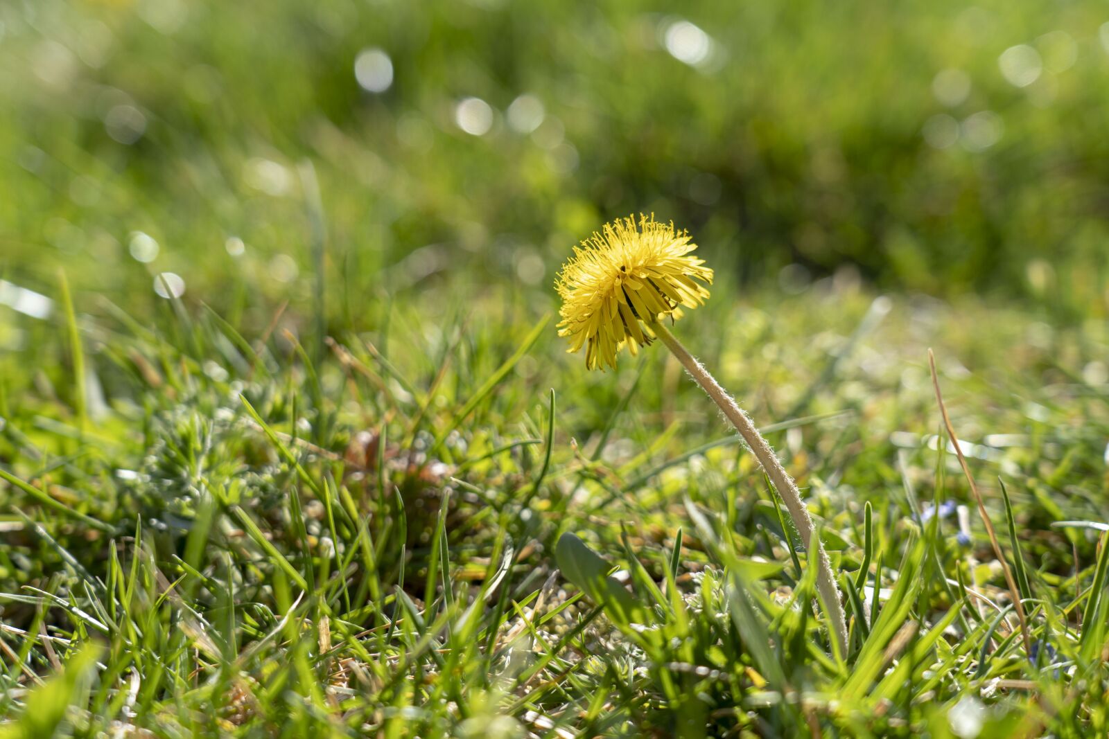 Sony FE 24-105mm F4 G OSS sample photo. Dandelion, spring, nature photography