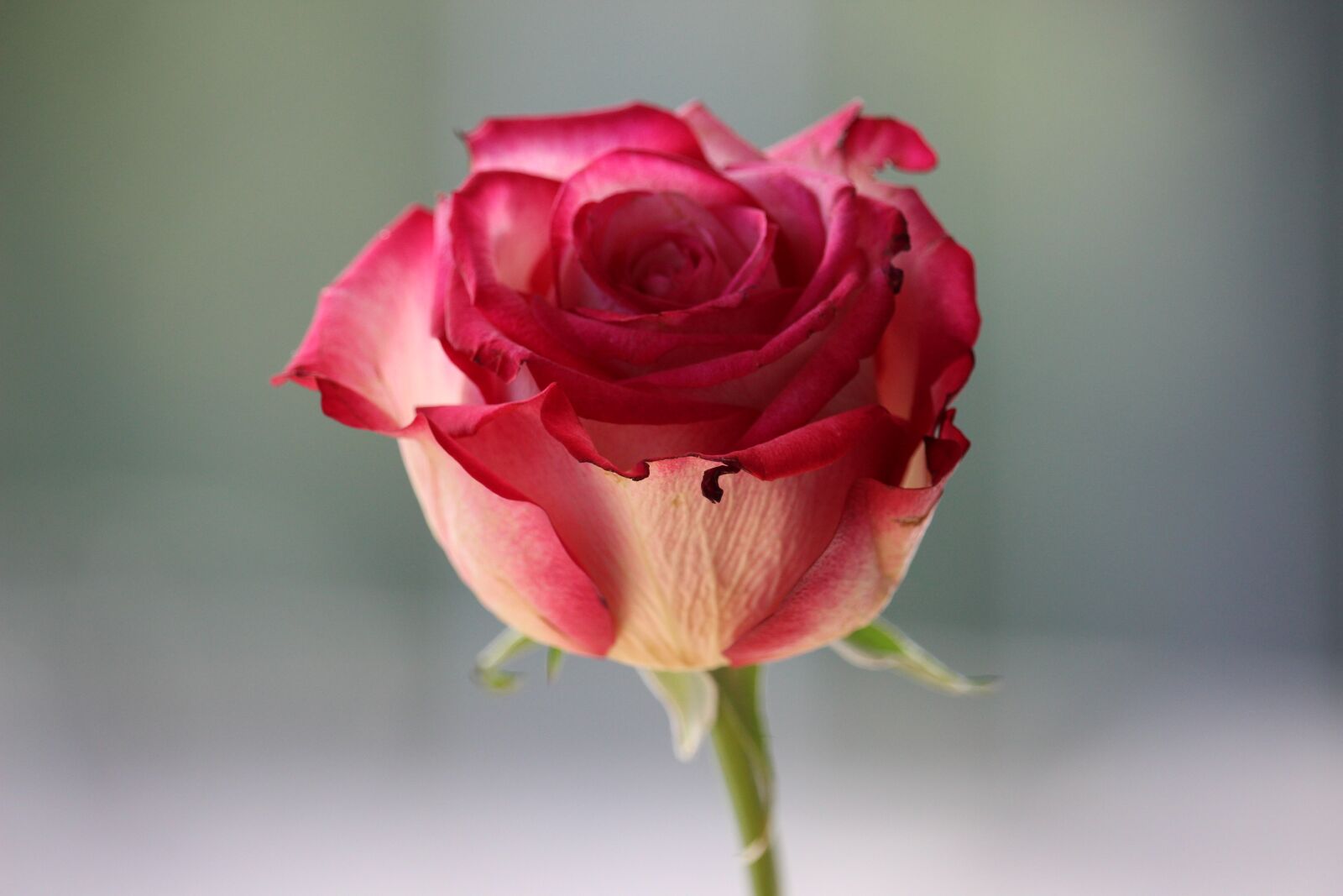 Canon EOS 600D (Rebel EOS T3i / EOS Kiss X5) sample photo. Pink rose, nature photography