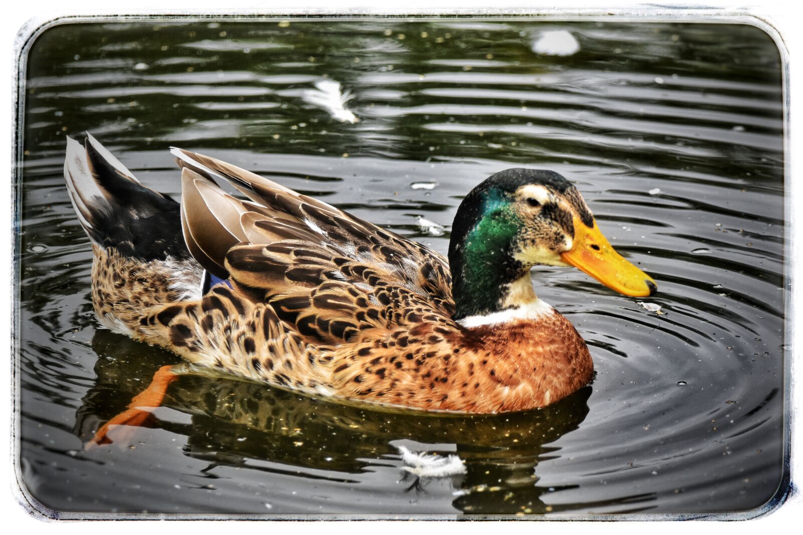 Nikon D3500 sample photo. Mallard, water bird, duck photography