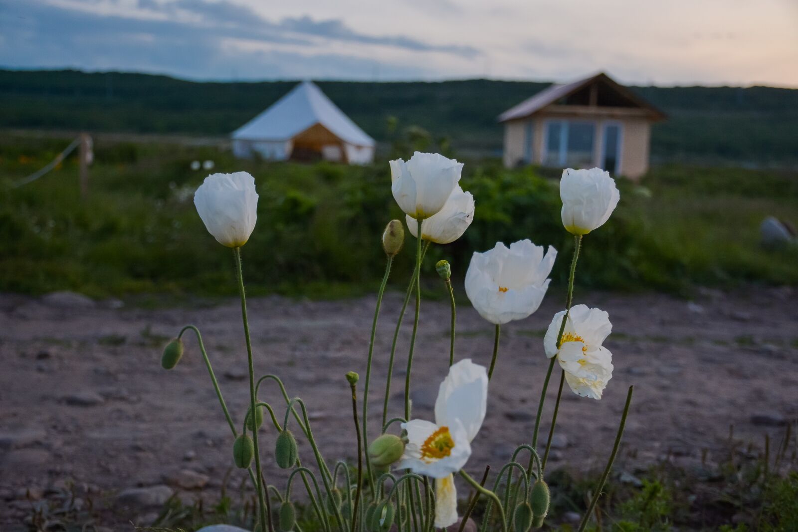 Nikon D7100 sample photo. White poppies, vacation, tent photography