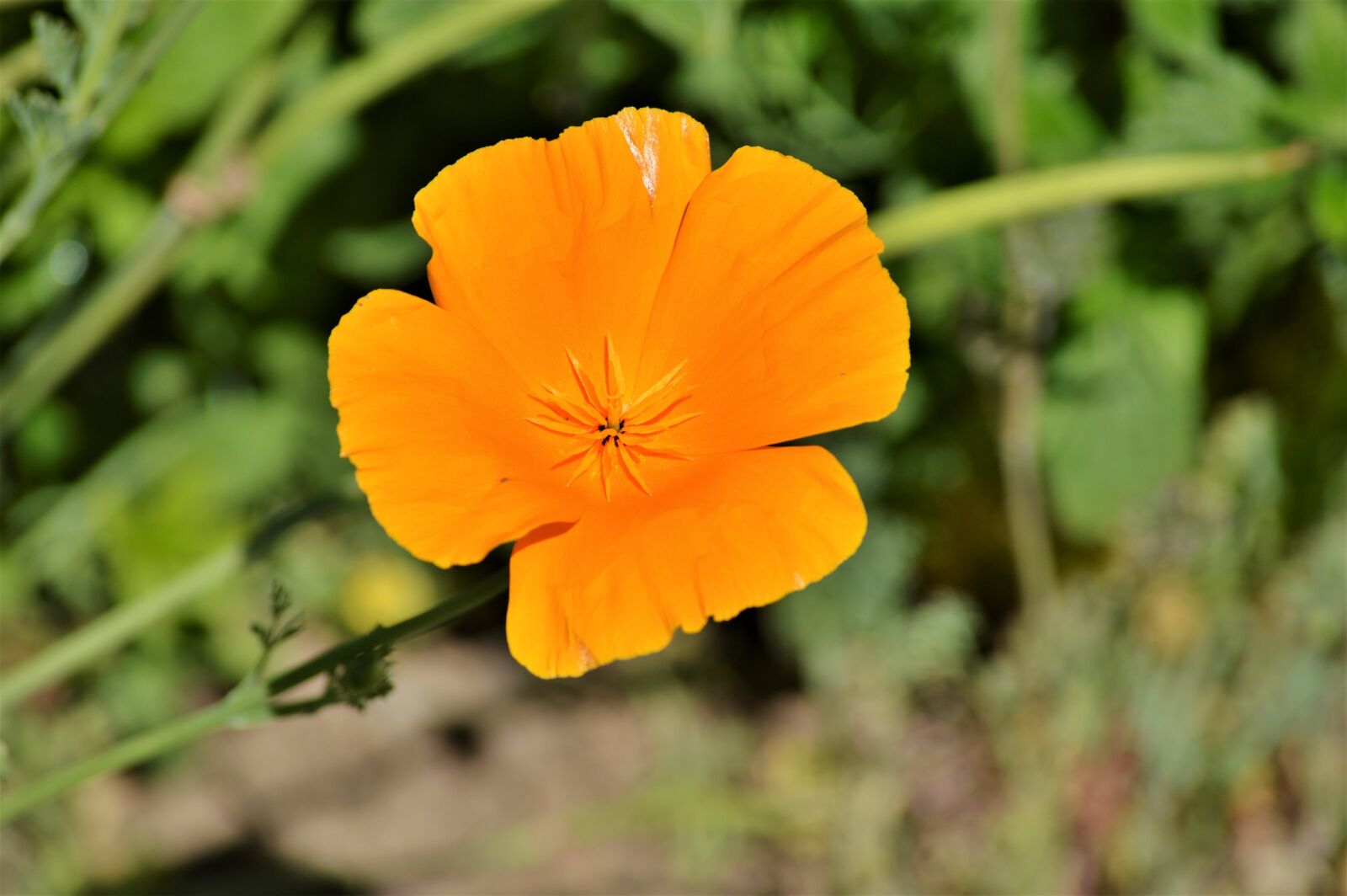 Nikon D3200 sample photo. Poppy, gold poppy, eschscholzia photography