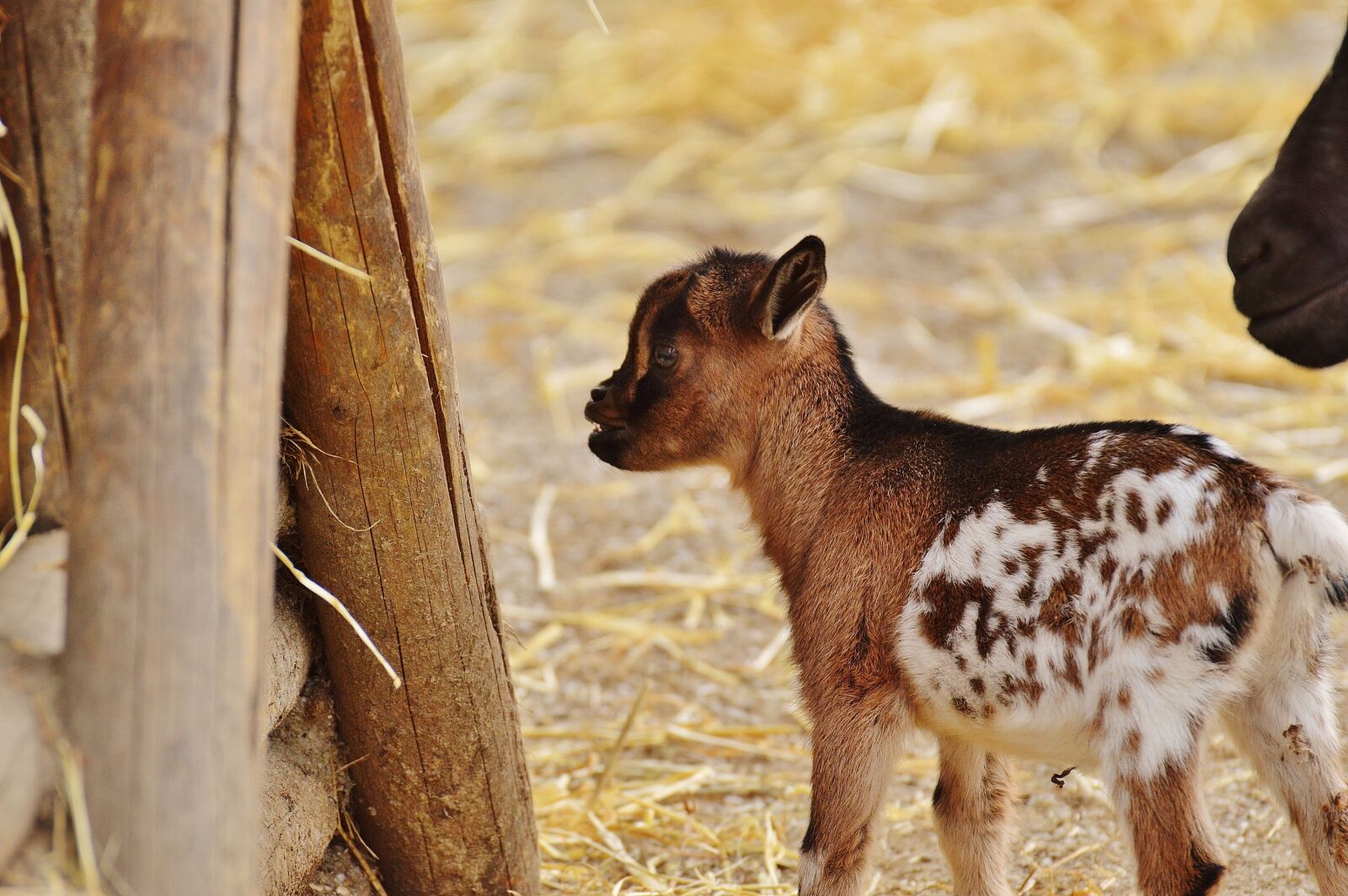 Nikon D3200 sample photo. Goat, wildpark poing, young photography