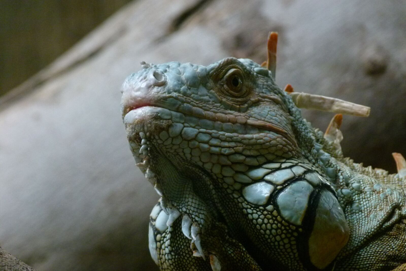 Panasonic Lumix DMC-FZ100 sample photo. Iguana, lizard, close up photography
