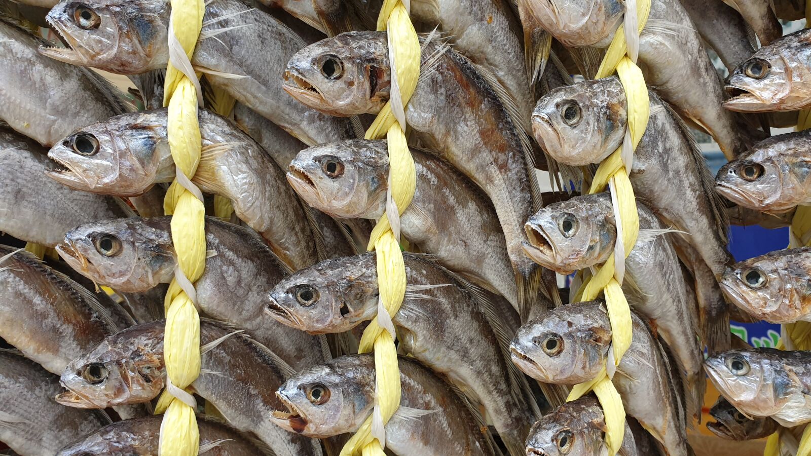 Samsung Galaxy Note9 sample photo. Fish, animal, face service photography