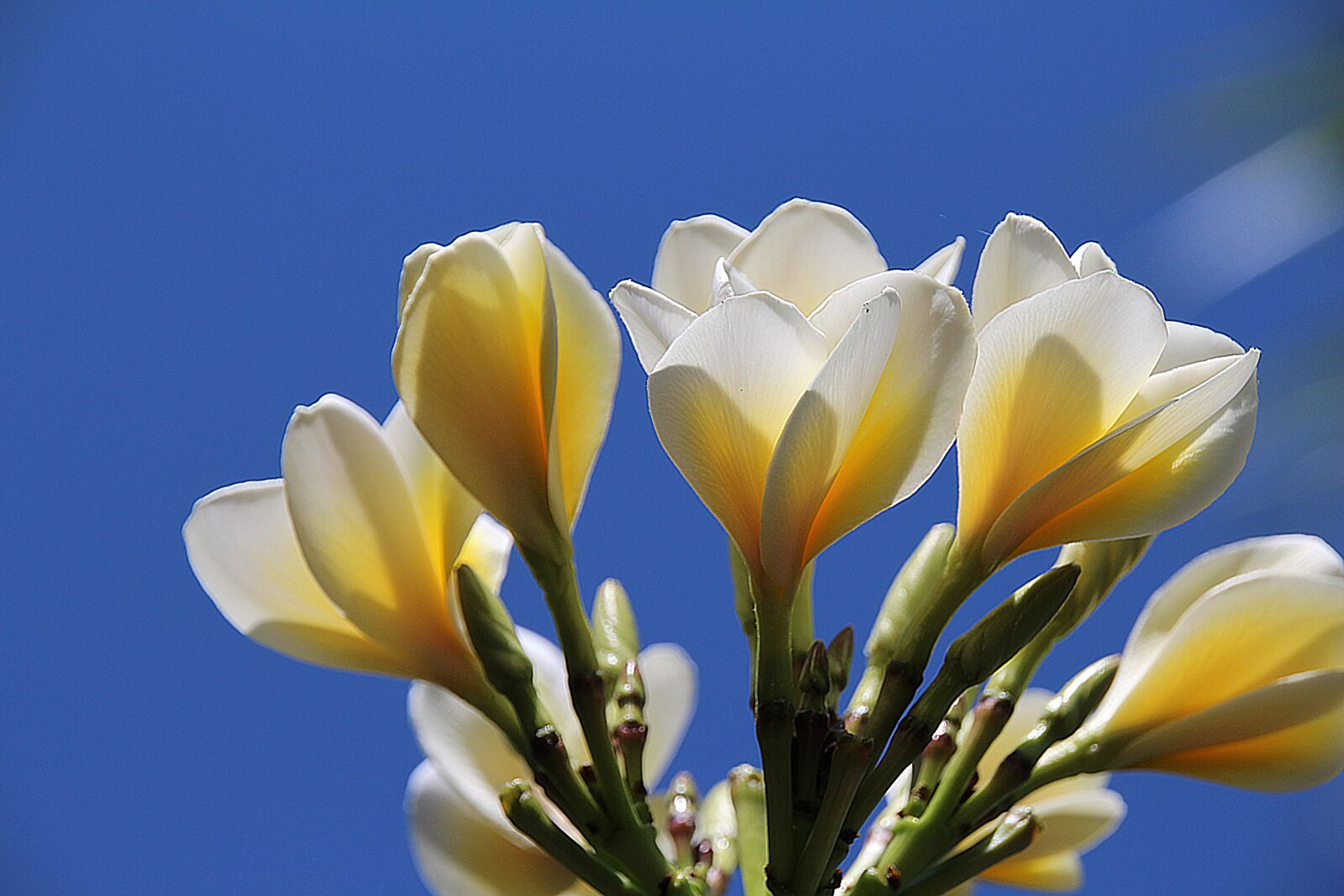 Canon EOS 700D (EOS Rebel T5i / EOS Kiss X7i) sample photo. Blossom, white blossom, flowers photography