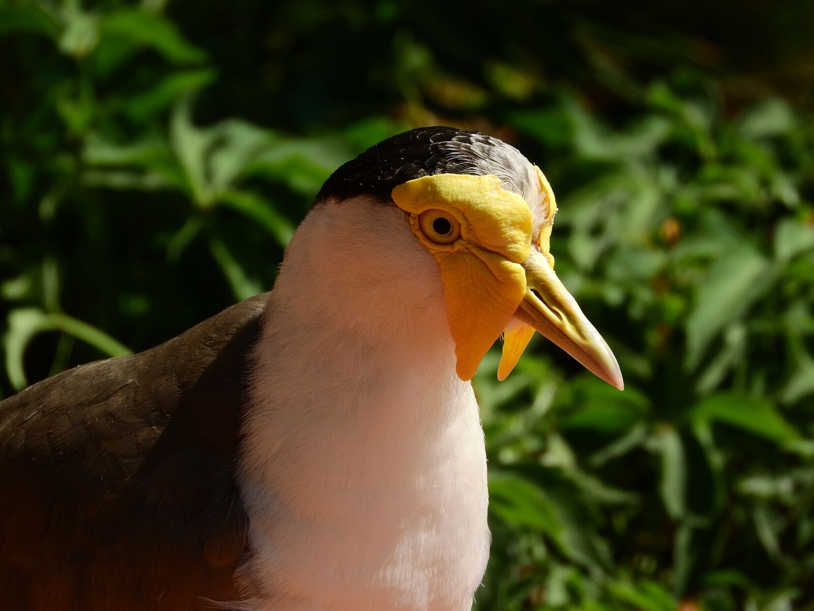 Nikon Coolpix P610 sample photo. Lapwing australian, vanellus miles photography