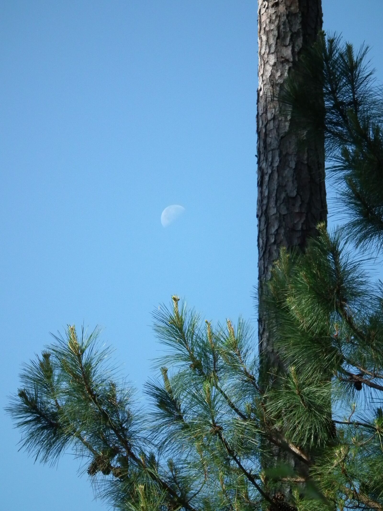 FujiFilm FinePix HS10 (FinePix HS11) sample photo. Tree, pine, green photography