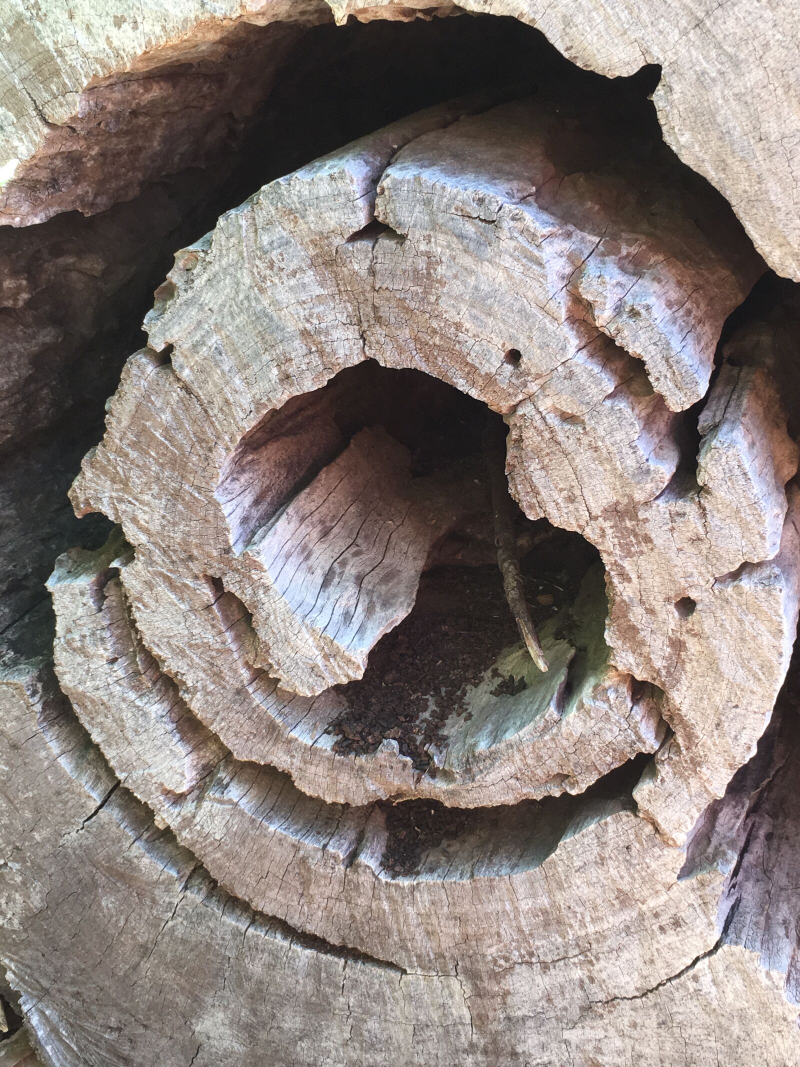 Apple iPhone 6s sample photo. Firewood, log, nature photography