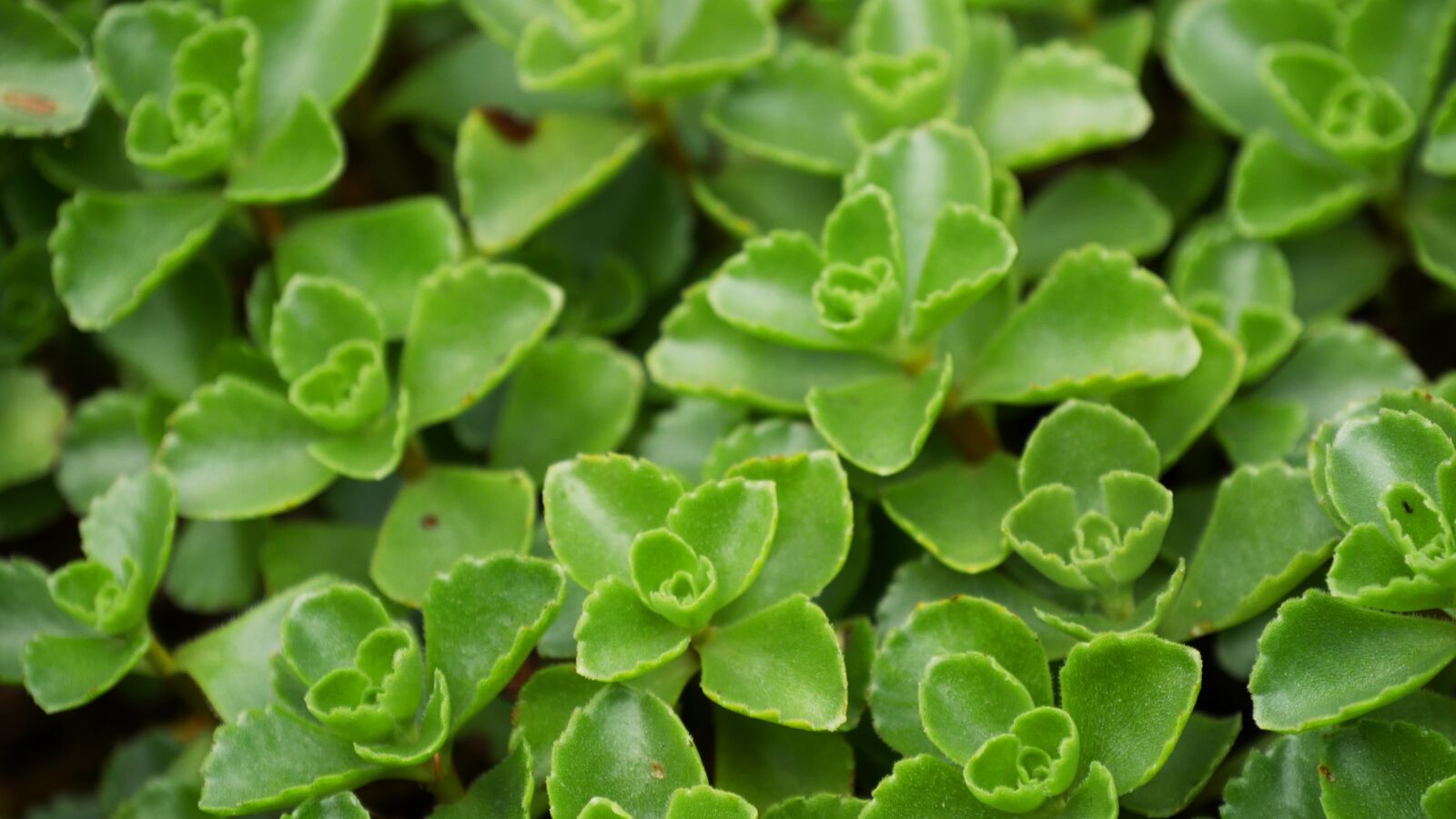 Panasonic DMC-G70 sample photo. Plant, ground cover, garden photography