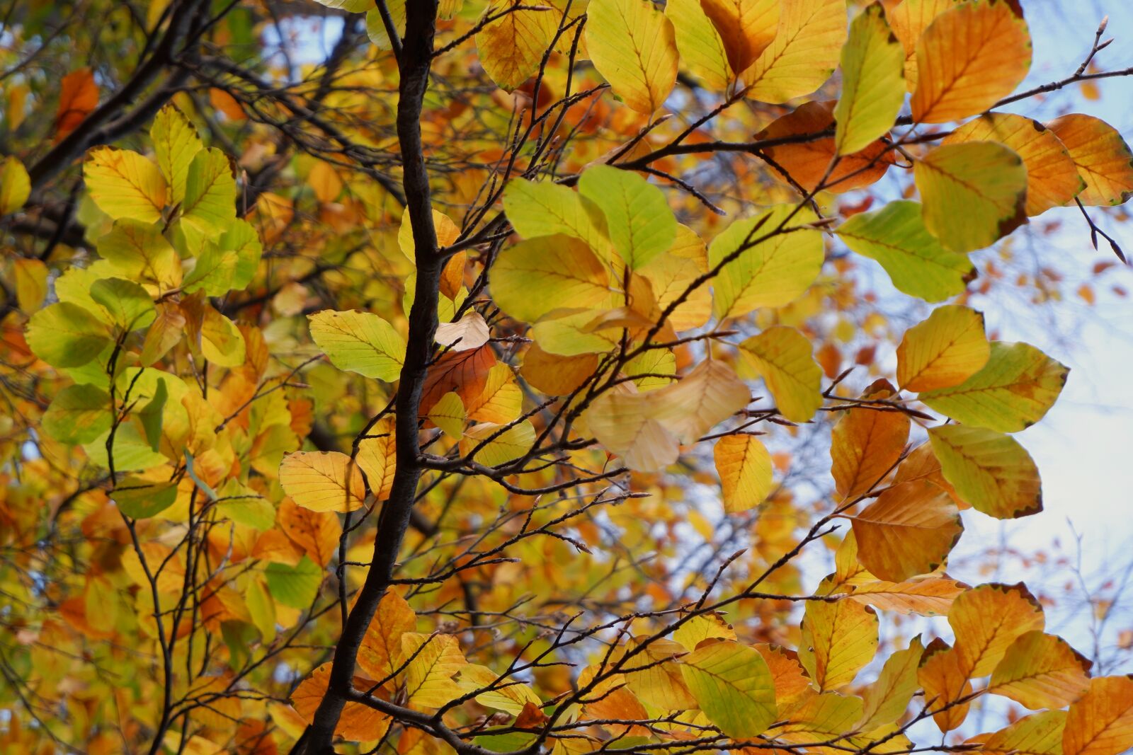 Fujifilm XC 15-45mm F3.5-5.6 OIS PZ sample photo. Leaves photography