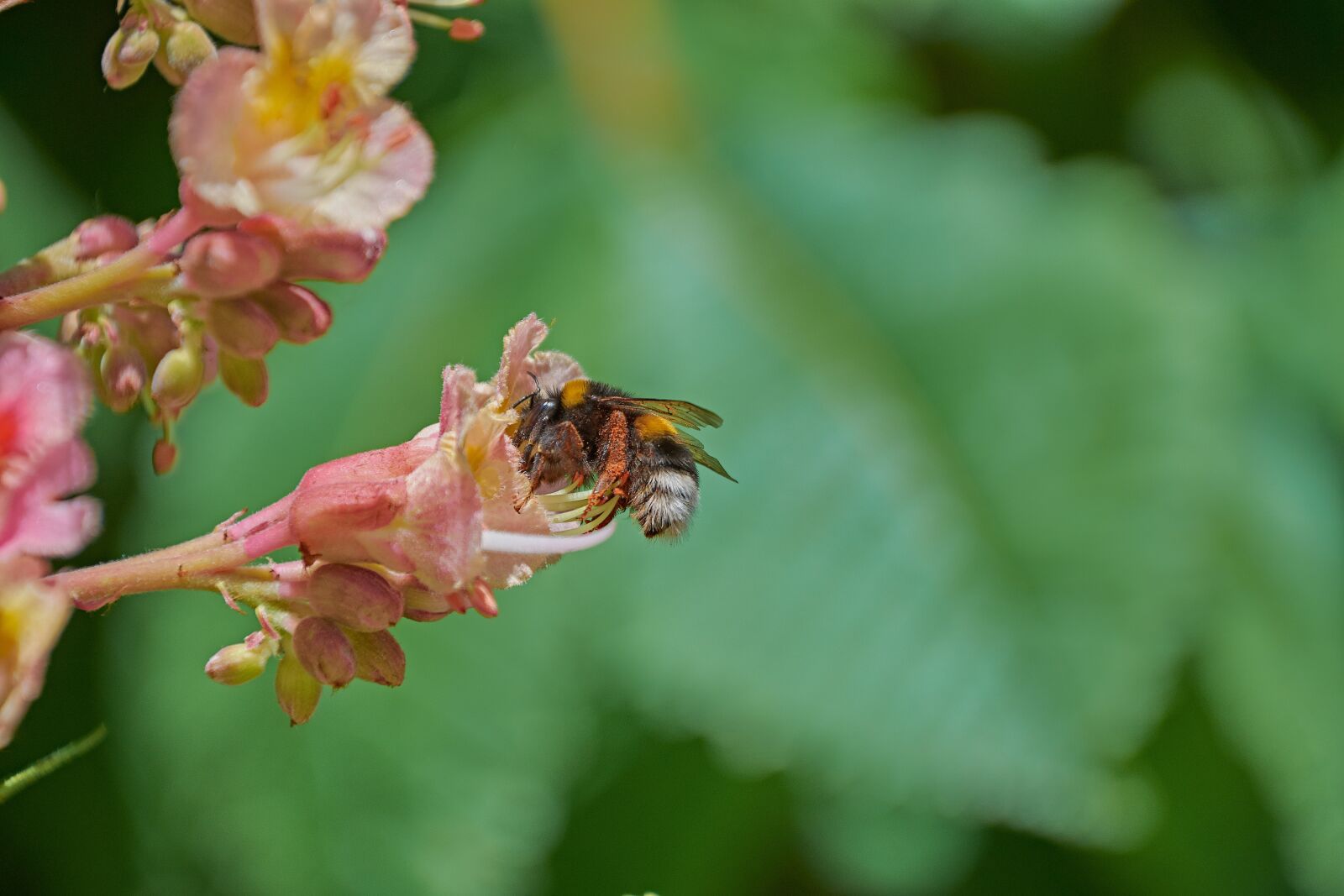 Nikon D7200 sample photo. Bumblebee, flower, spring photography