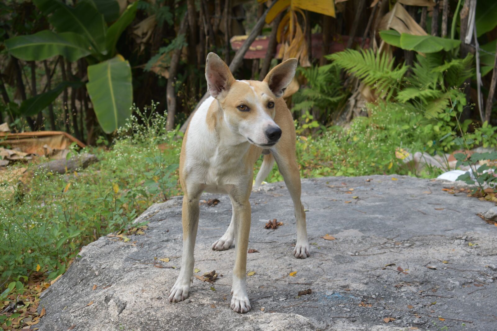 Nikon D3400 sample photo. Dog, animal, animals photography