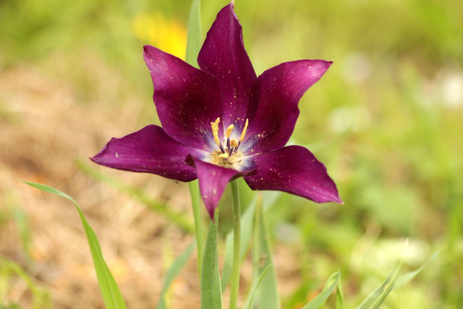 Canon EOS 650D (EOS Rebel T4i / EOS Kiss X6i) sample photo. Tulip, flower, spring photography