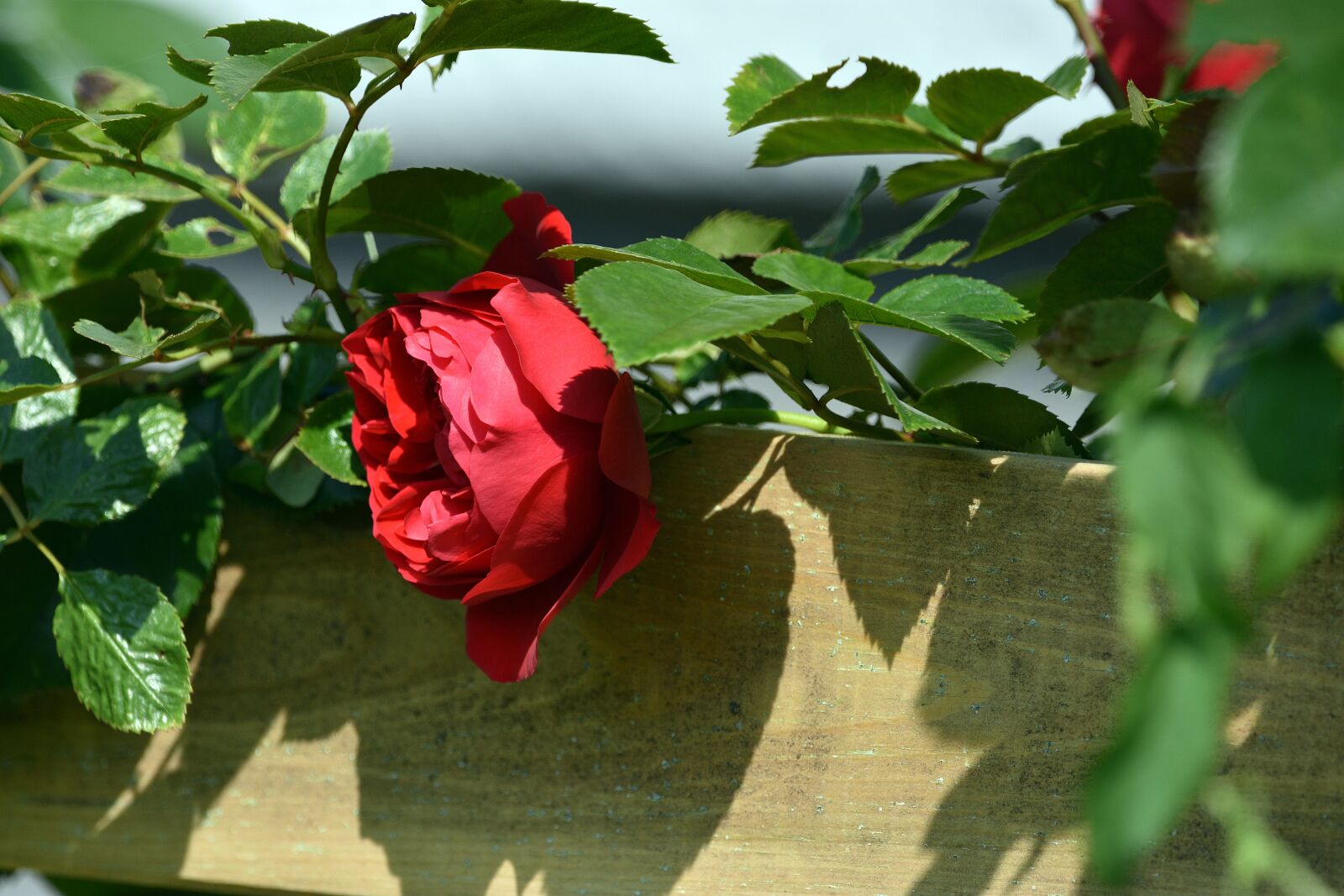 Nikon D3400 sample photo. Rose, roses, pink photography