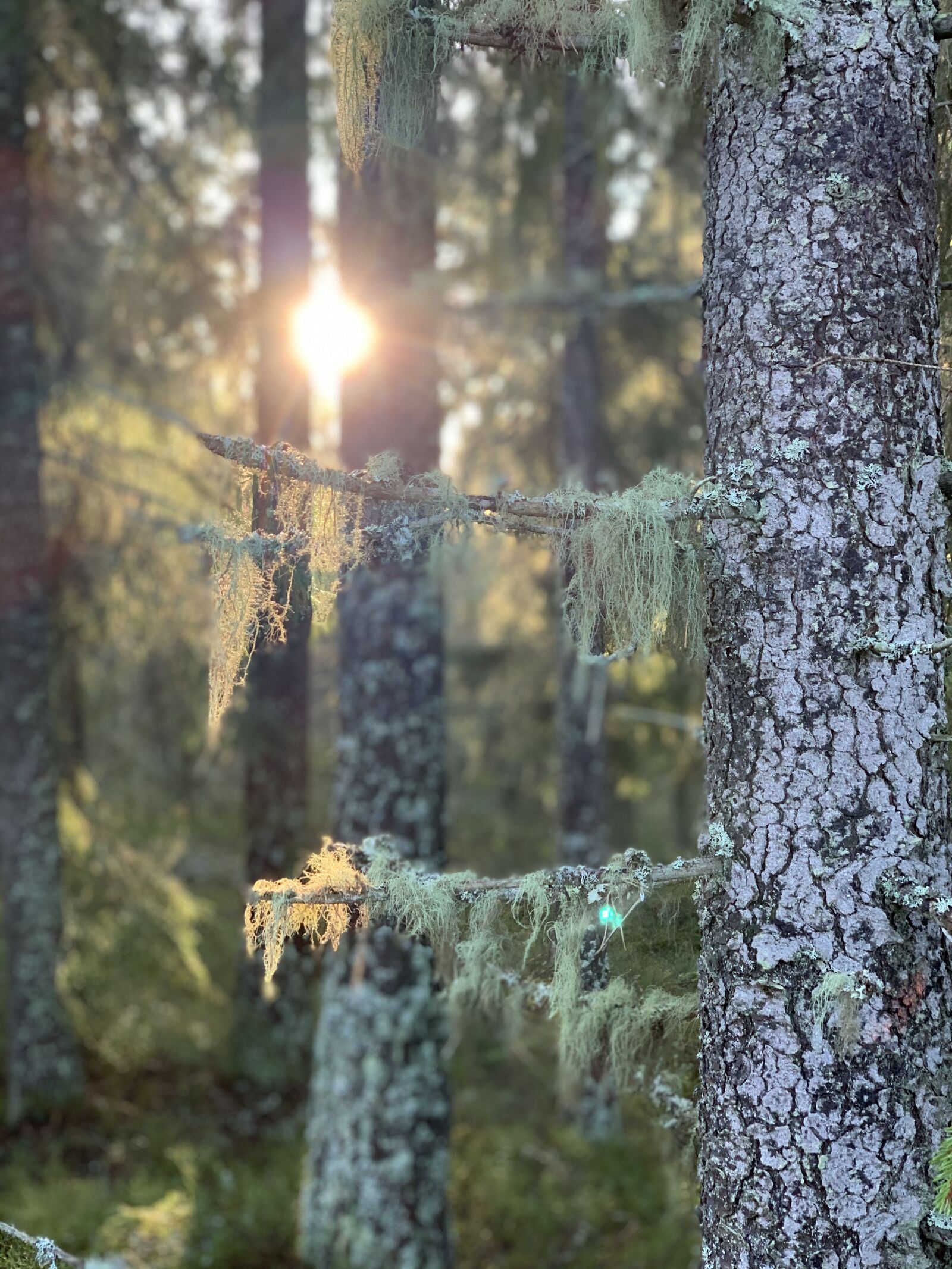 iPhone XS back dual camera 6mm f/2.4 sample photo. Forest, swedish, sweden photography