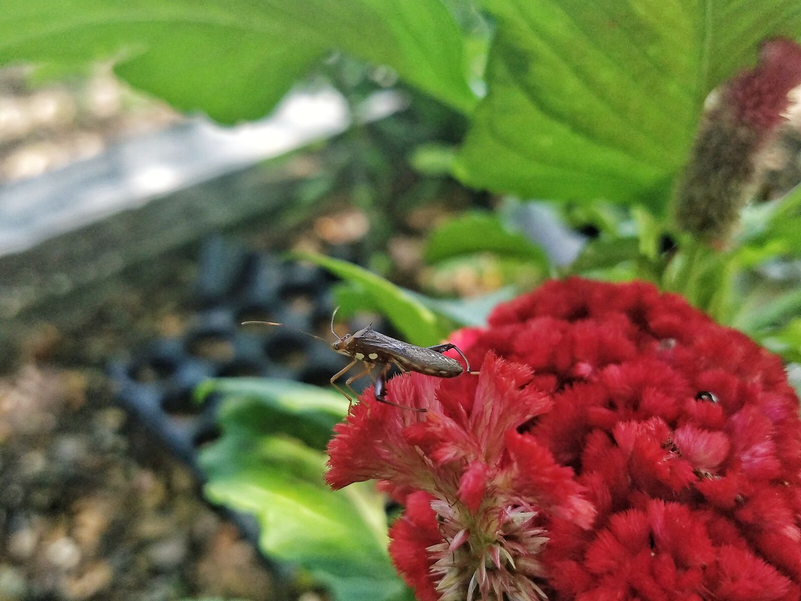 Samsung Galaxy S7 sample photo. Bug, red flower, nature photography