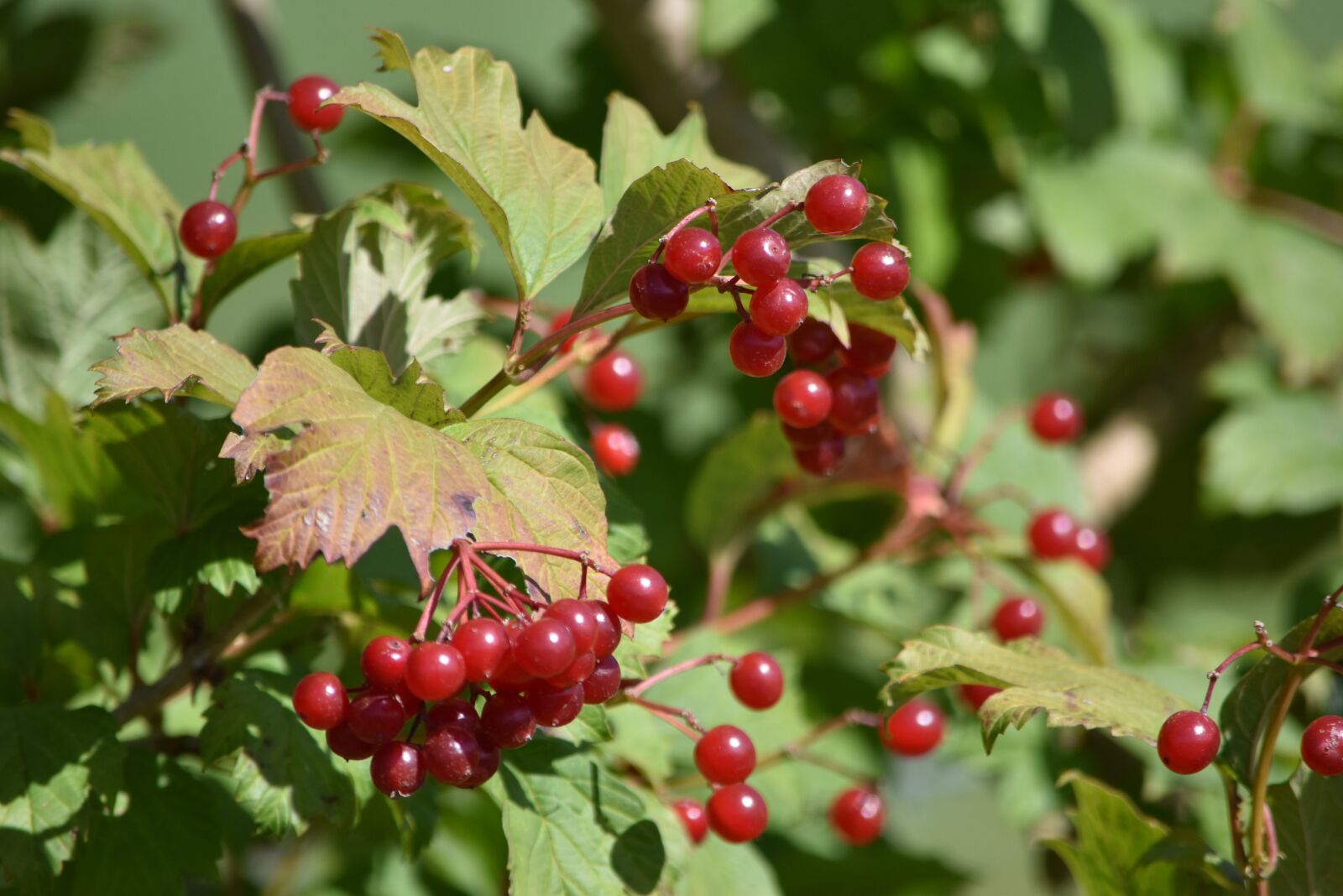 Nikon D5500 sample photo. Rowan, red, autumn photography