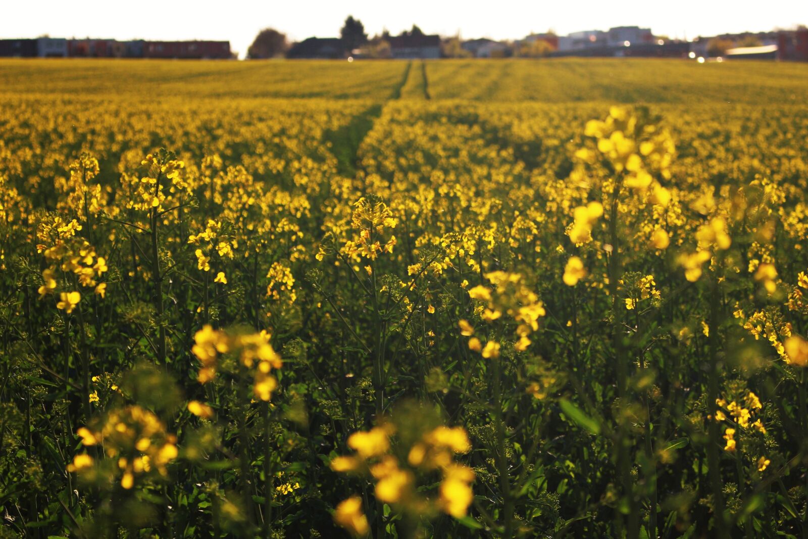 Canon EOS 100D (EOS Rebel SL1 / EOS Kiss X7) sample photo. Path, spring, yellow photography