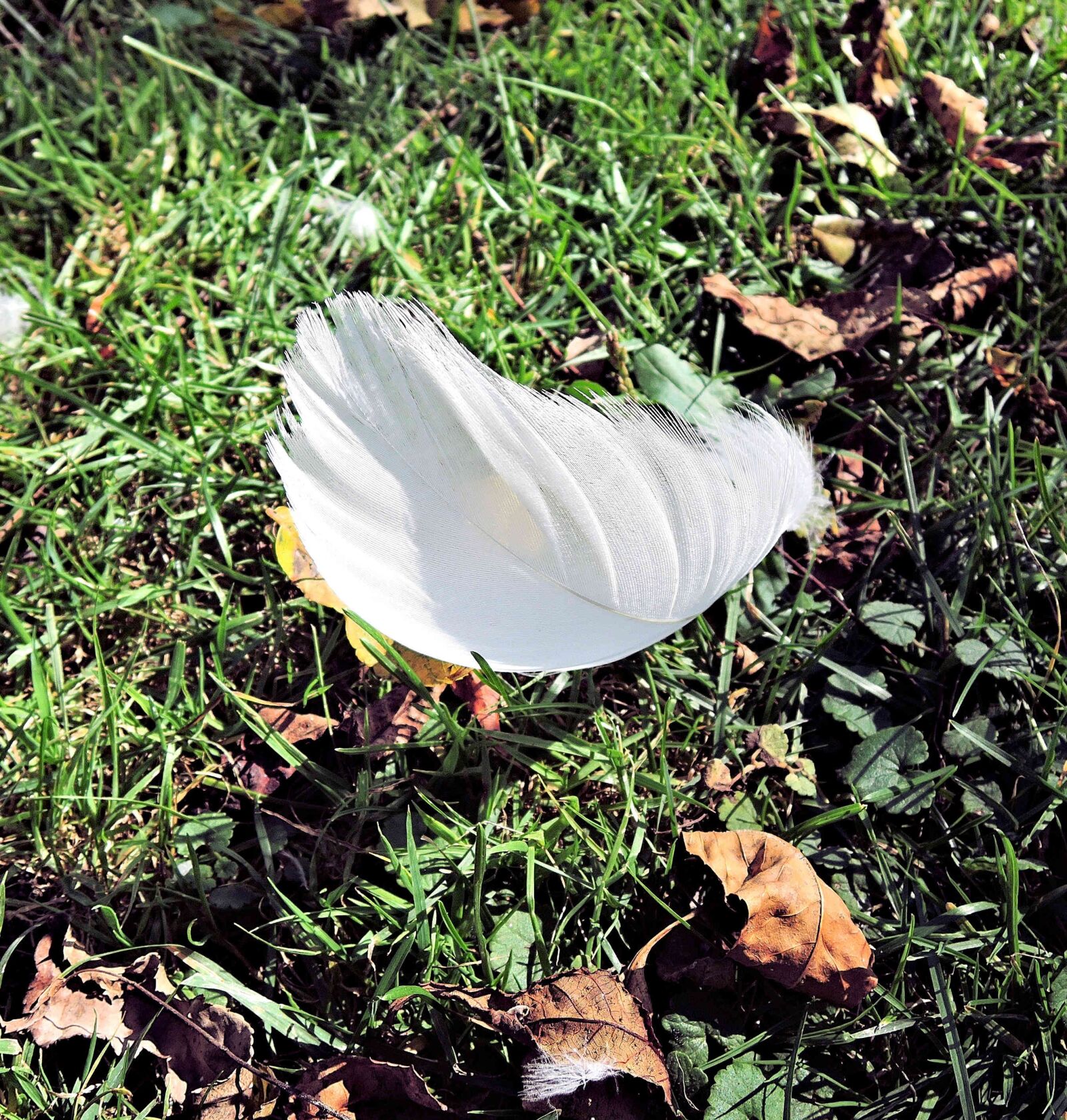 Nikon Coolpix P340 sample photo. White swan feather, autumn photography