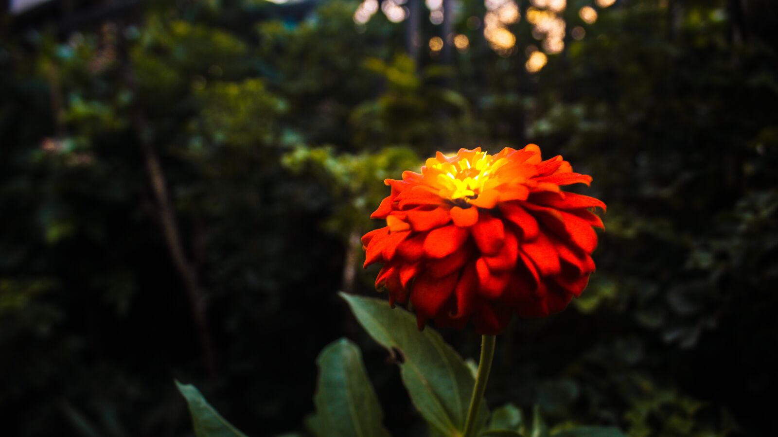 Canon EOS 1200D (EOS Rebel T5 / EOS Kiss X70 / EOS Hi) sample photo. Flower, glow, dark photography