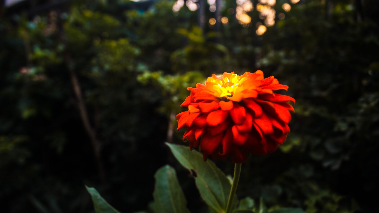 Canon EOS 1200D (EOS Rebel T5 / EOS Kiss X70 / EOS Hi) sample photo. Flower, glow, dark photography