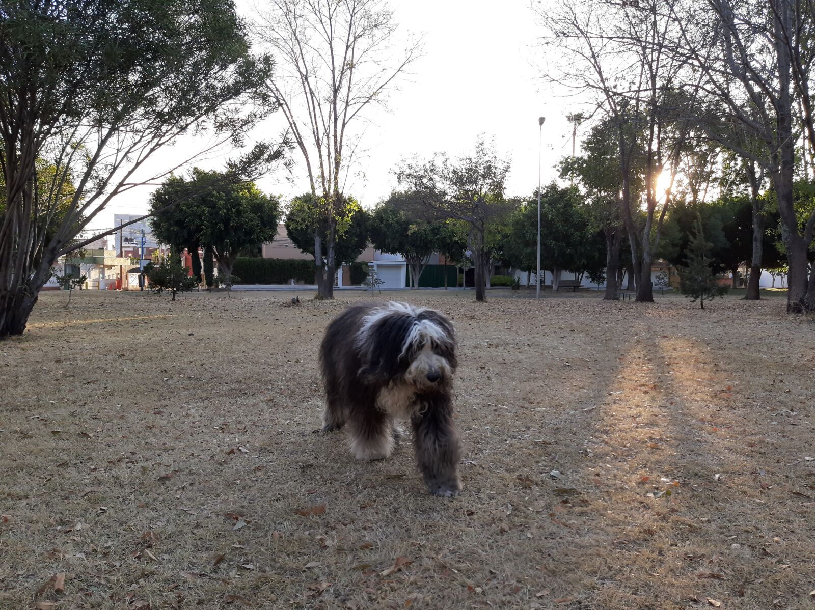 Samsung Galaxy A50 sample photo. Dog, old english shepherd photography