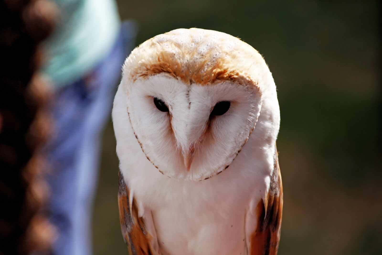 Canon EOS 650D (EOS Rebel T4i / EOS Kiss X6i) sample photo. Barn owl, owl, bird photography