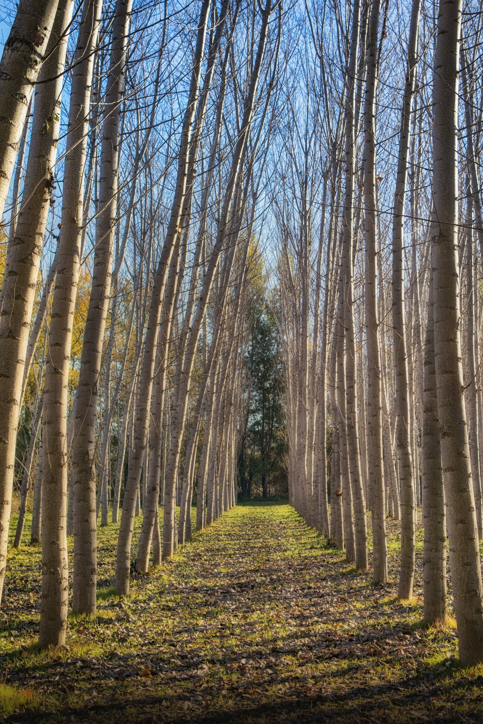Nikon D3300 sample photo. Arboleda, trunks, forest photography