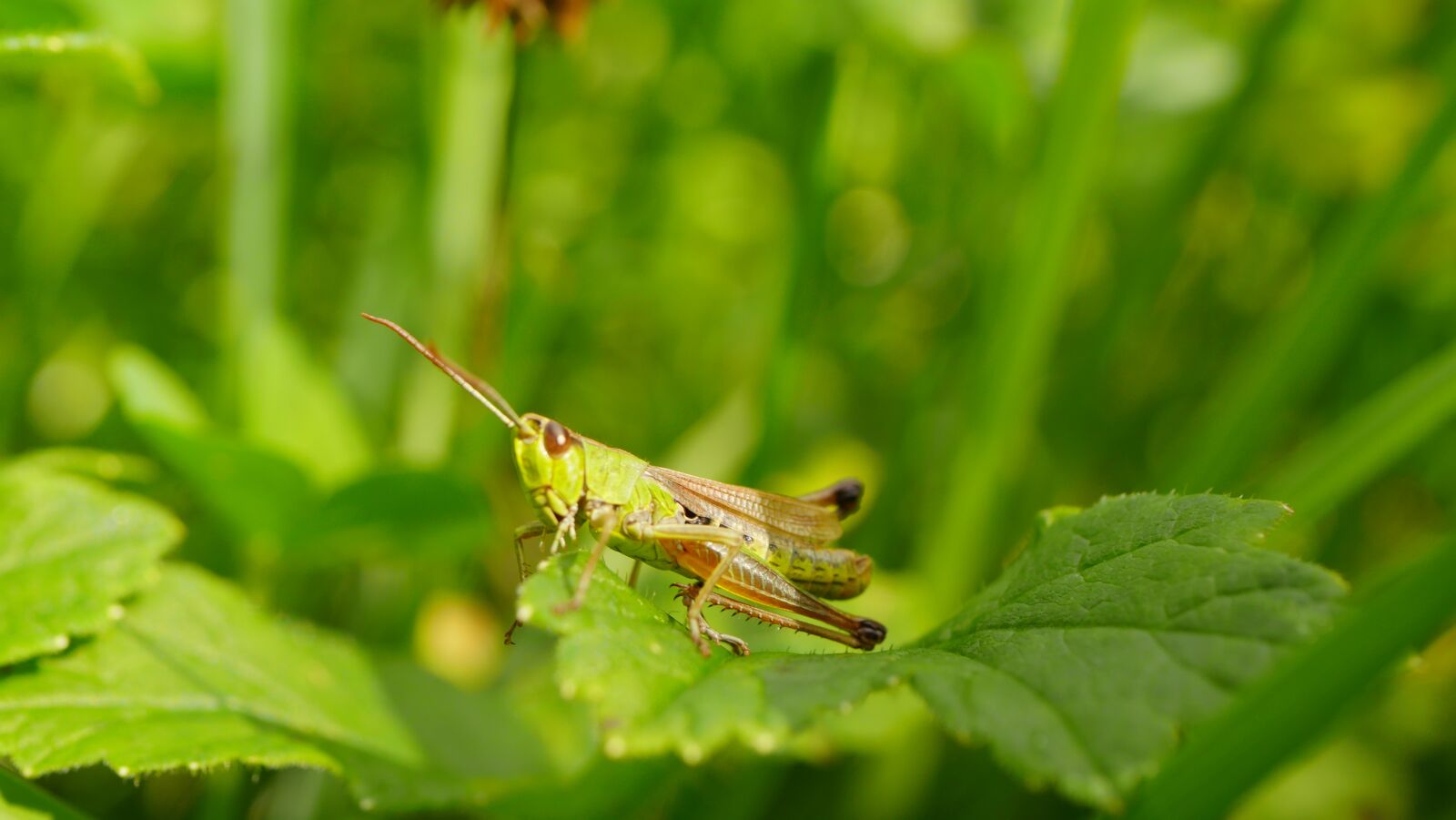 Panasonic Lumix DMC-GX8 sample photo. Grasshopper, insect, close up photography