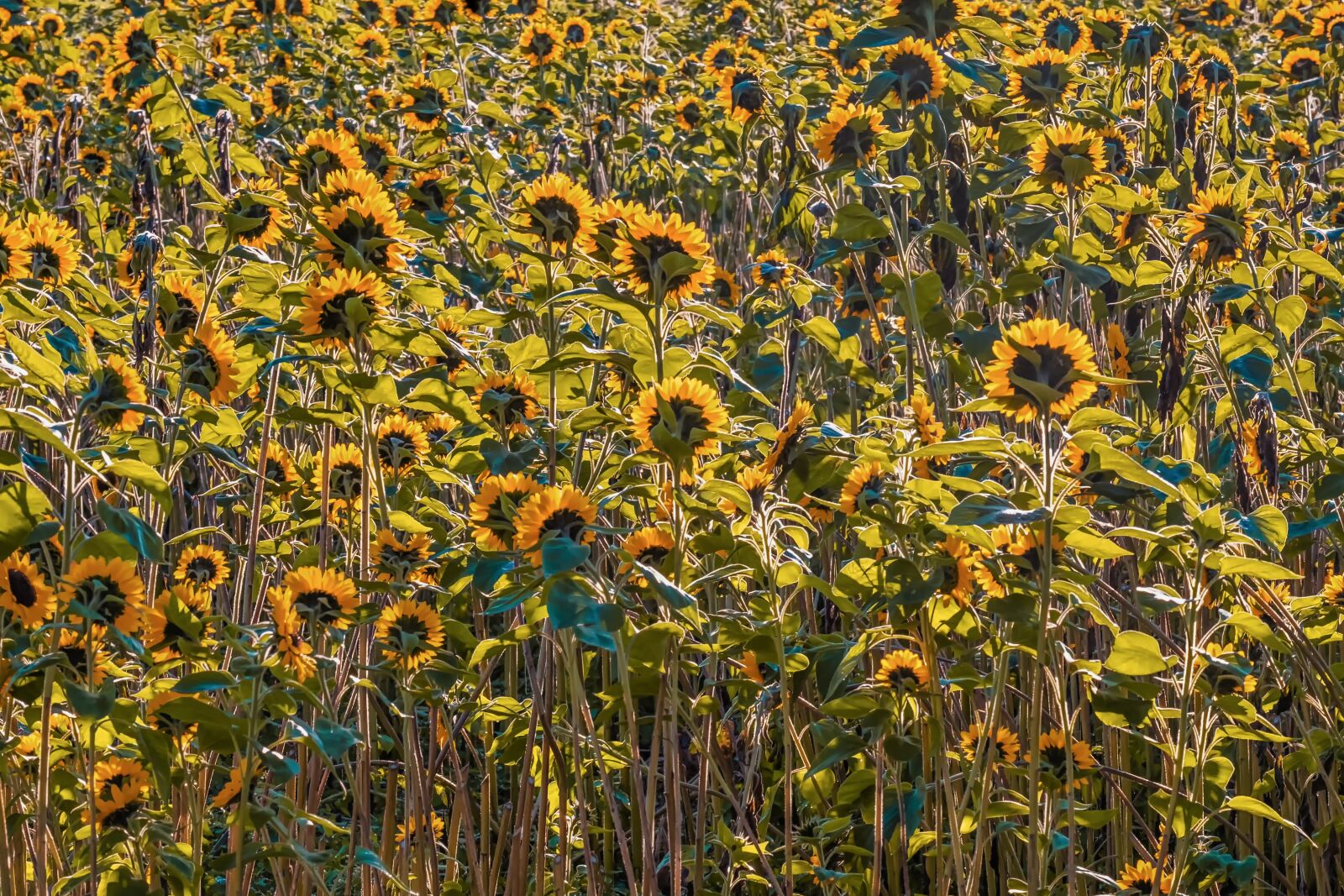 Fujifilm XF 55-200mm F3.5-4.8 R LM OIS sample photo. Sunflower, sunflower field, flowers photography