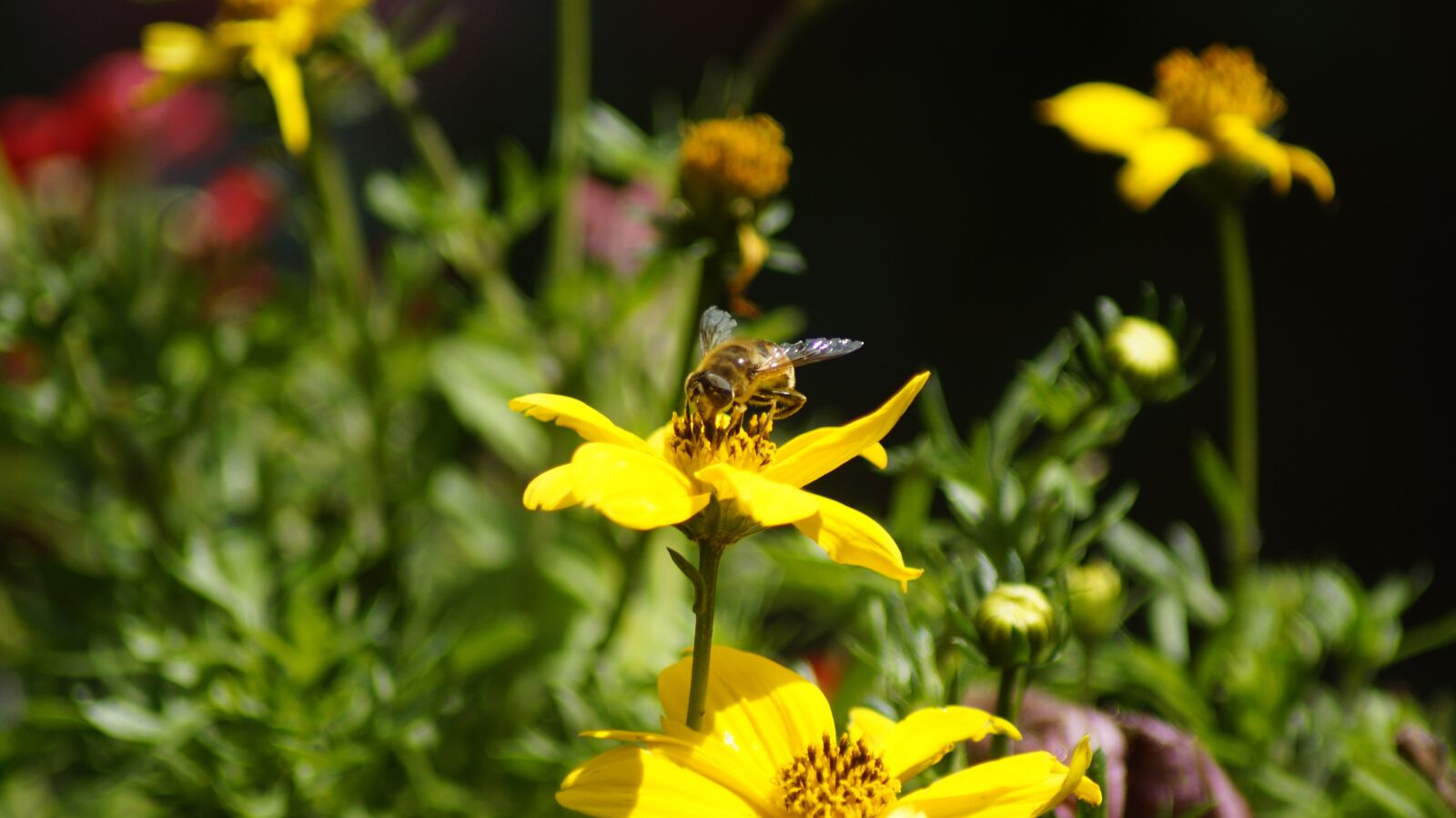 Sony SLT-A58 sample photo. Bee, close up, nature photography