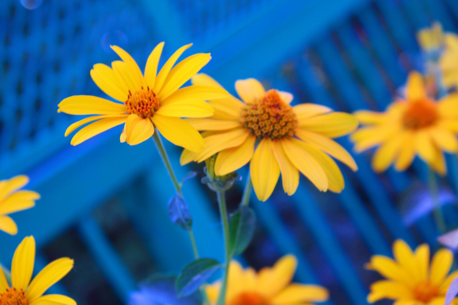 Canon EOS 450D (EOS Rebel XSi / EOS Kiss X2) sample photo. Flower, yellow, autumn photography
