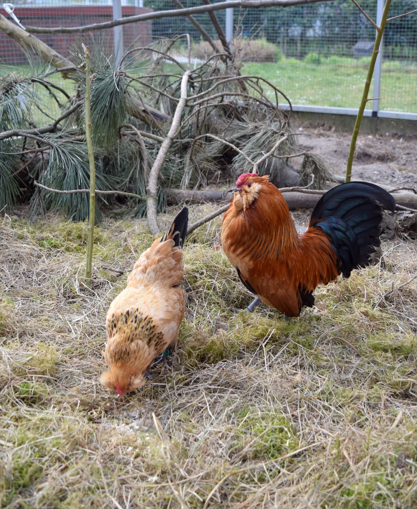 Nikon D5300 sample photo. Dwarf chickens, hahn, hen photography