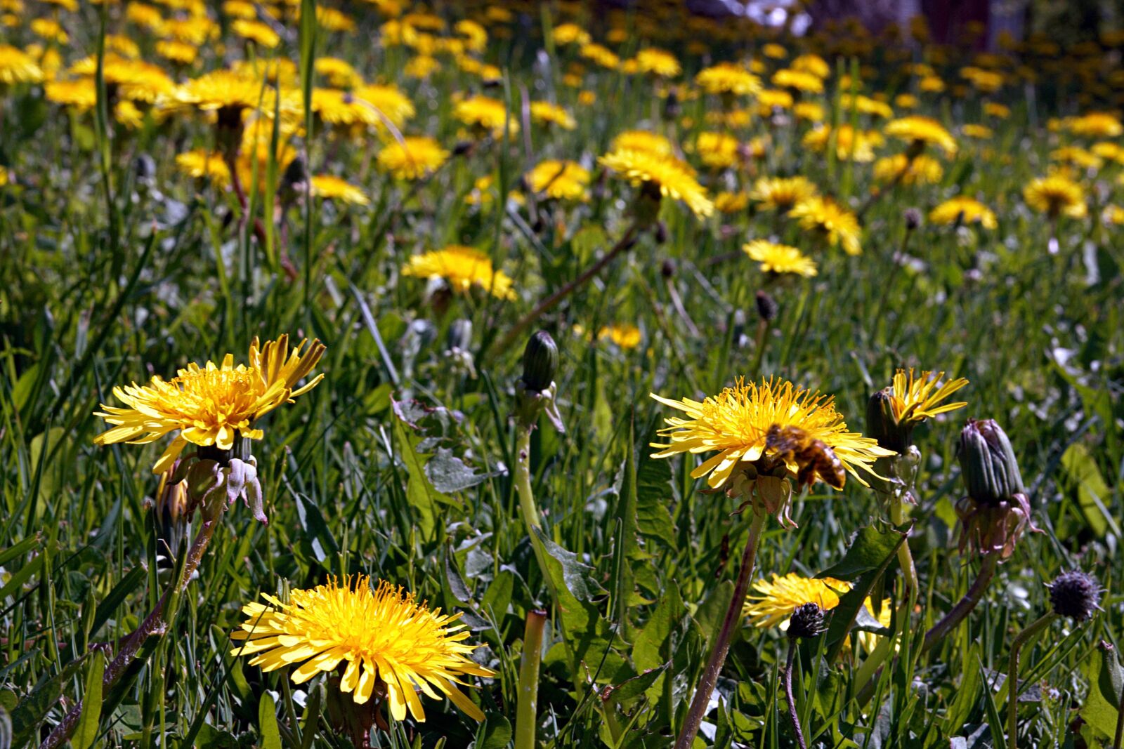 Canon EOS 400D (EOS Digital Rebel XTi / EOS Kiss Digital X) sample photo. Flower, nature, flora photography