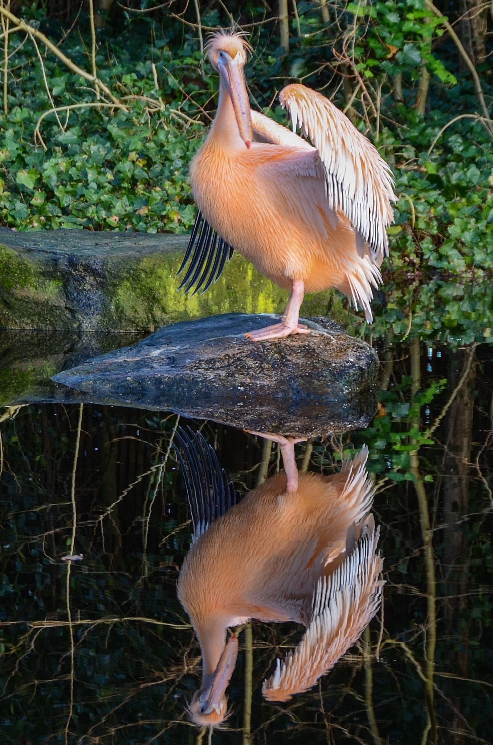 Nikon D7000 sample photo. Feathers, mirror, nature, pelican photography