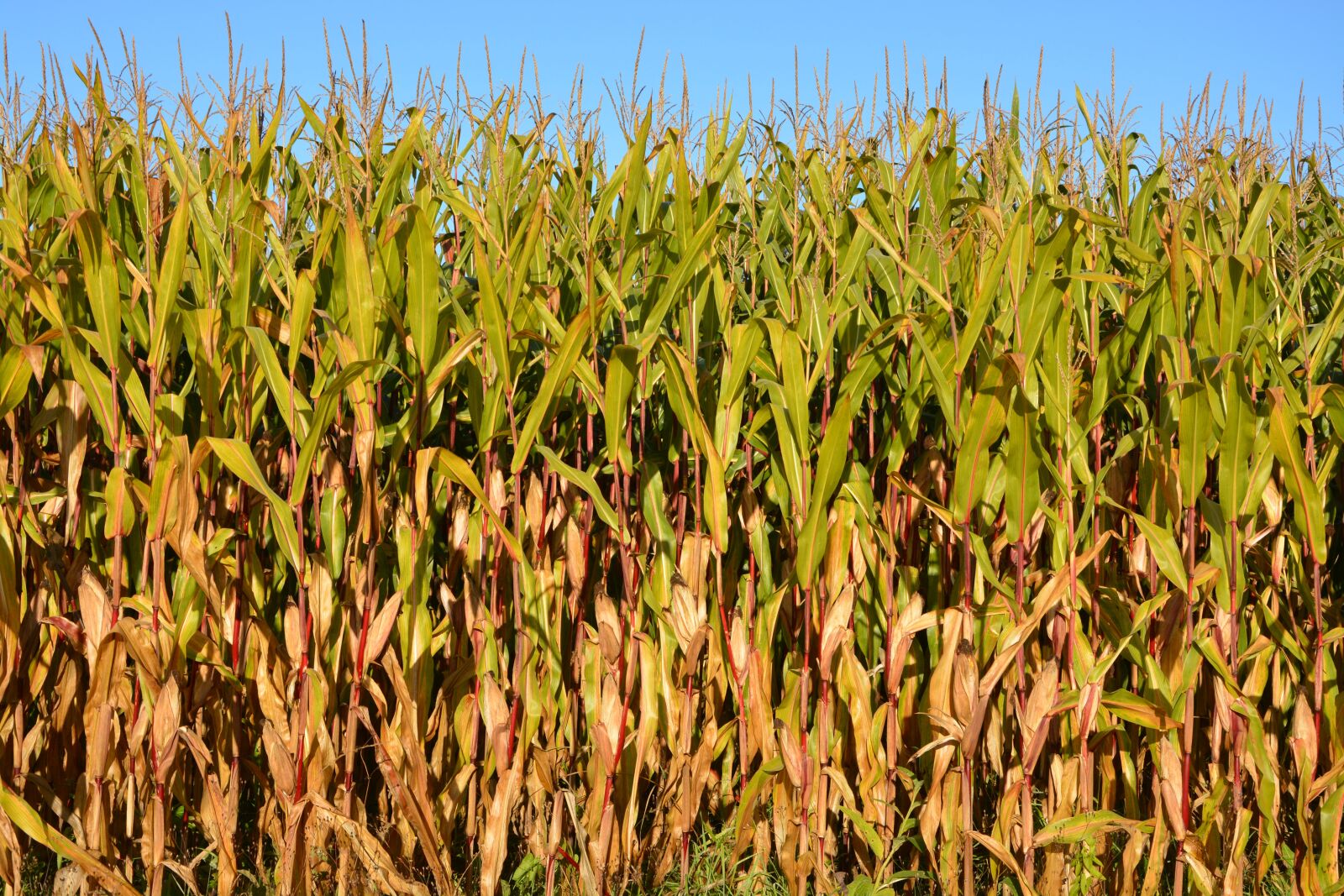 Nikon D5200 sample photo. Corn, agriculture, fields photography