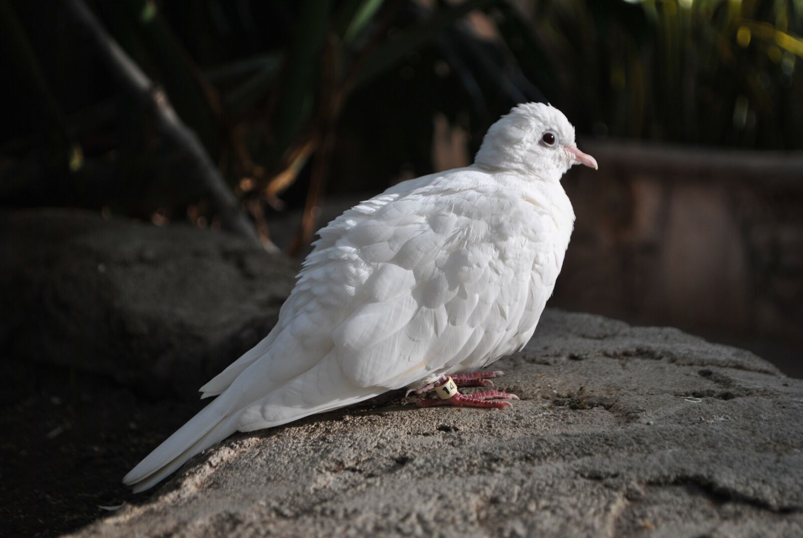 Nikon D3000 sample photo. Bird, dove, feathers photography
