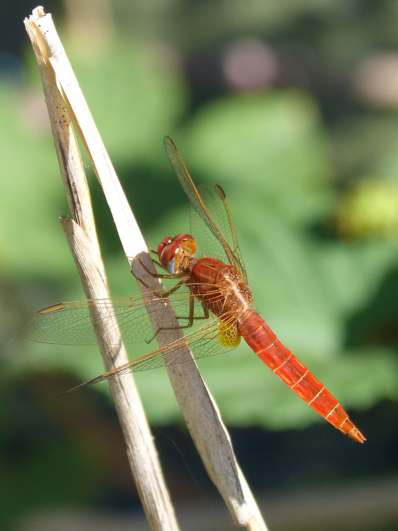 Panasonic DMC-FZ62 sample photo. Red dragonfly, stem, wetland photography