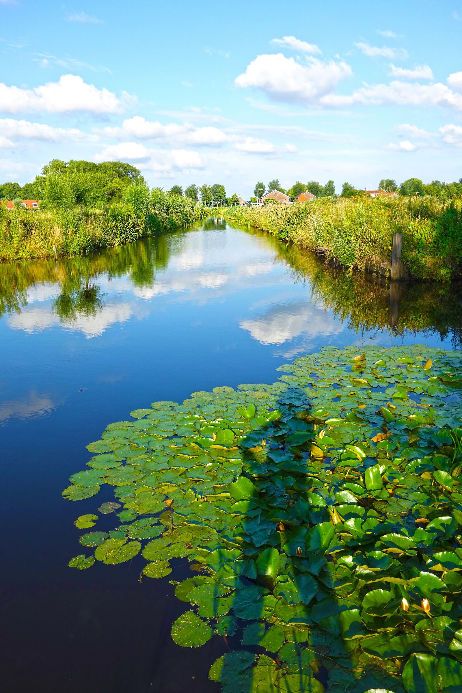 Sony Cyber-shot DSC-RX100 sample photo. Shadow, canal, water lily photography