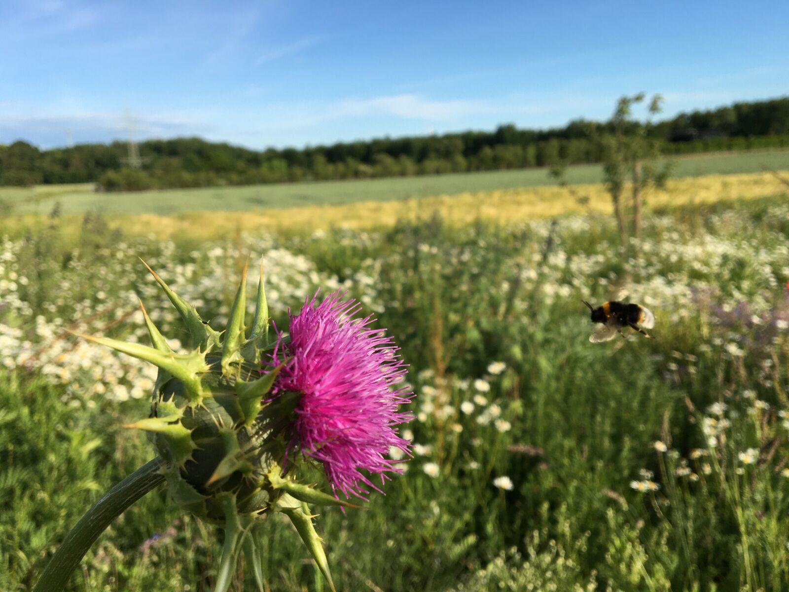 Apple iPhone 6s sample photo. Hummel, blühwiese, bees photography