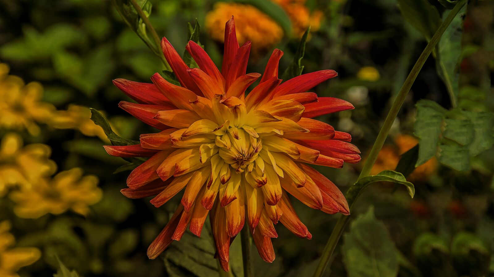 Sony SLT-A77 sample photo. Flower, garden, flora photography