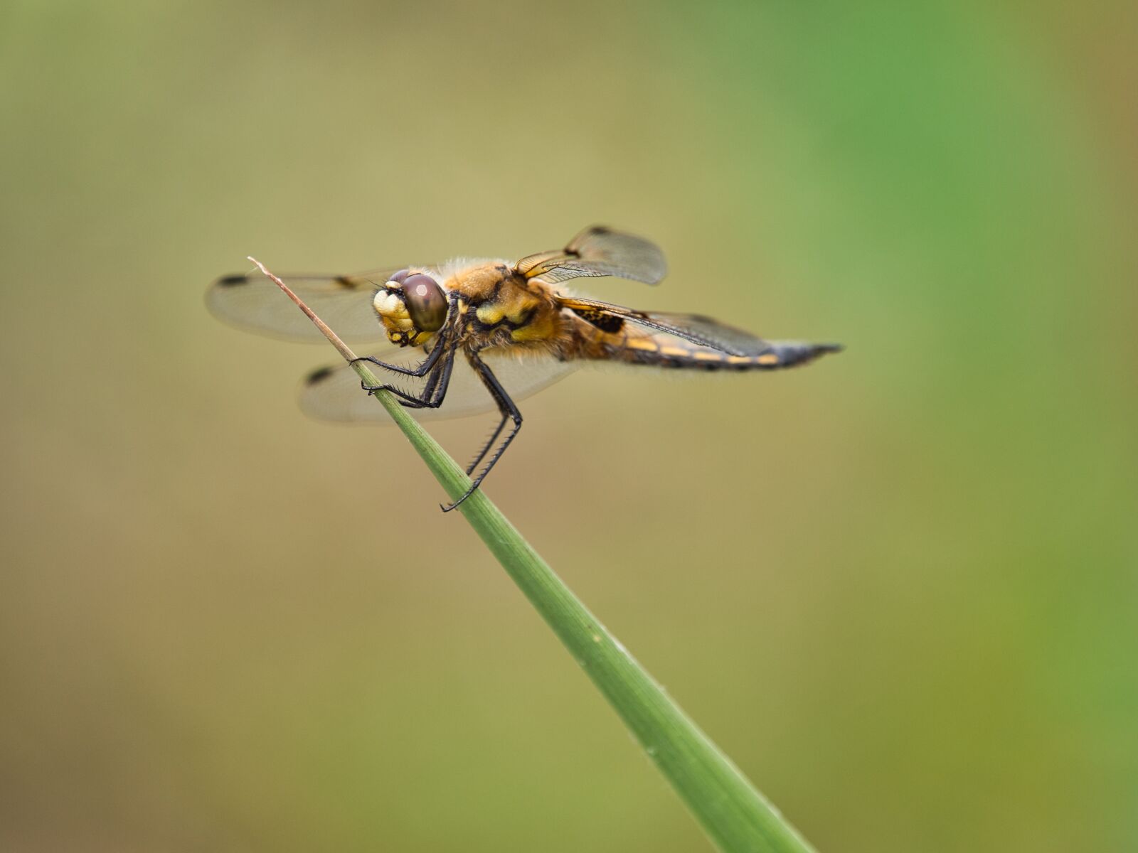 Panasonic Lumix DC-G9 sample photo. Dragonfly, macro, close up photography