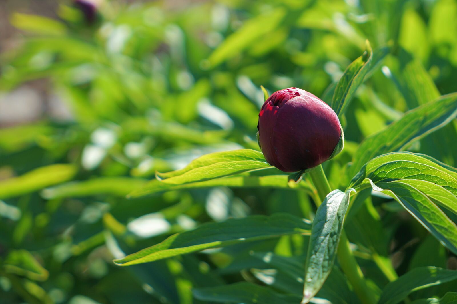 Sony a7 II + Sony Vario Tessar T* FE 24-70mm F4 ZA OSS sample photo. Peony, flower, pentecost photography
