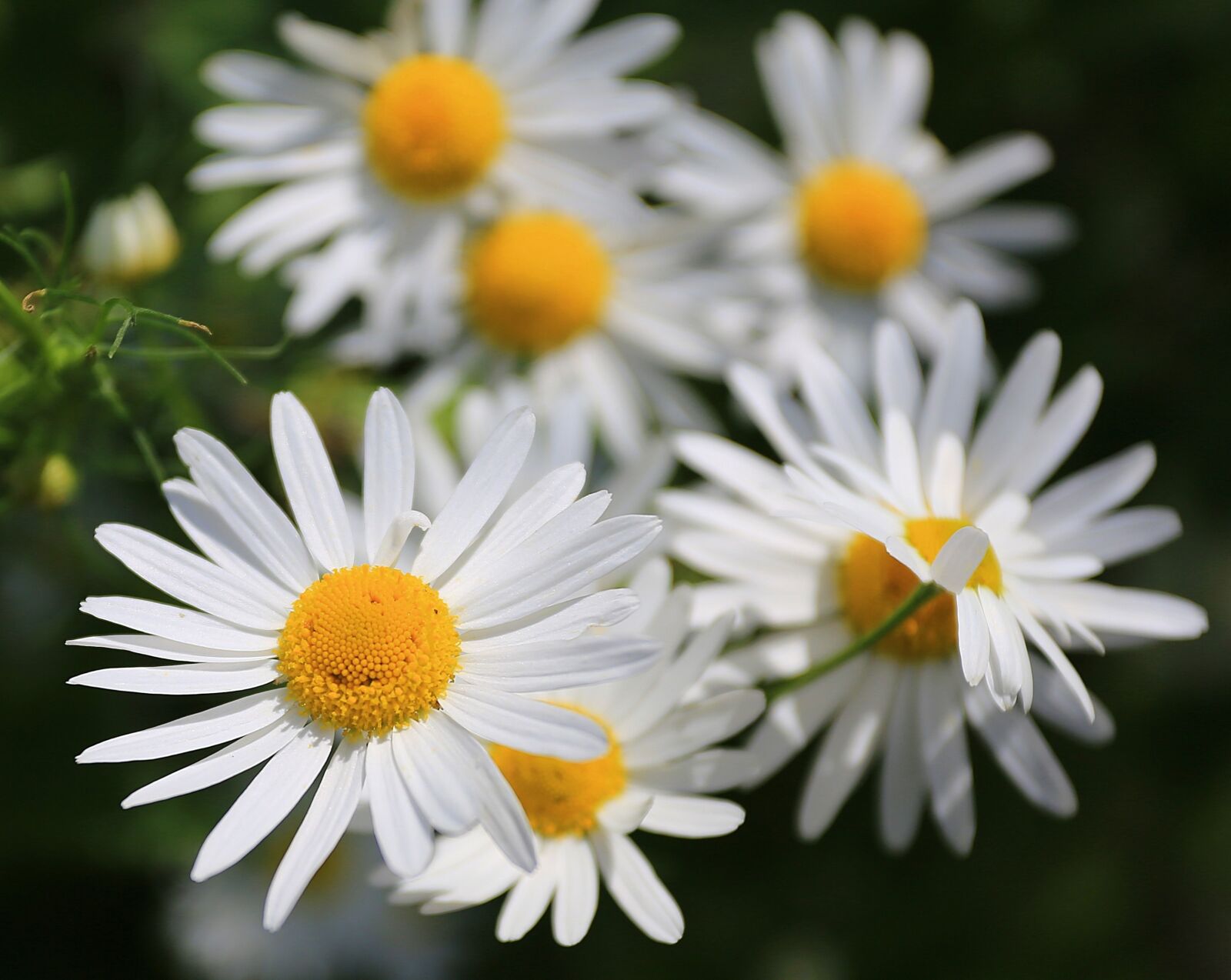Canon EOS 6D + Canon EF 17-40mm F4L USM sample photo. Chamomile, flowers, daisy photography