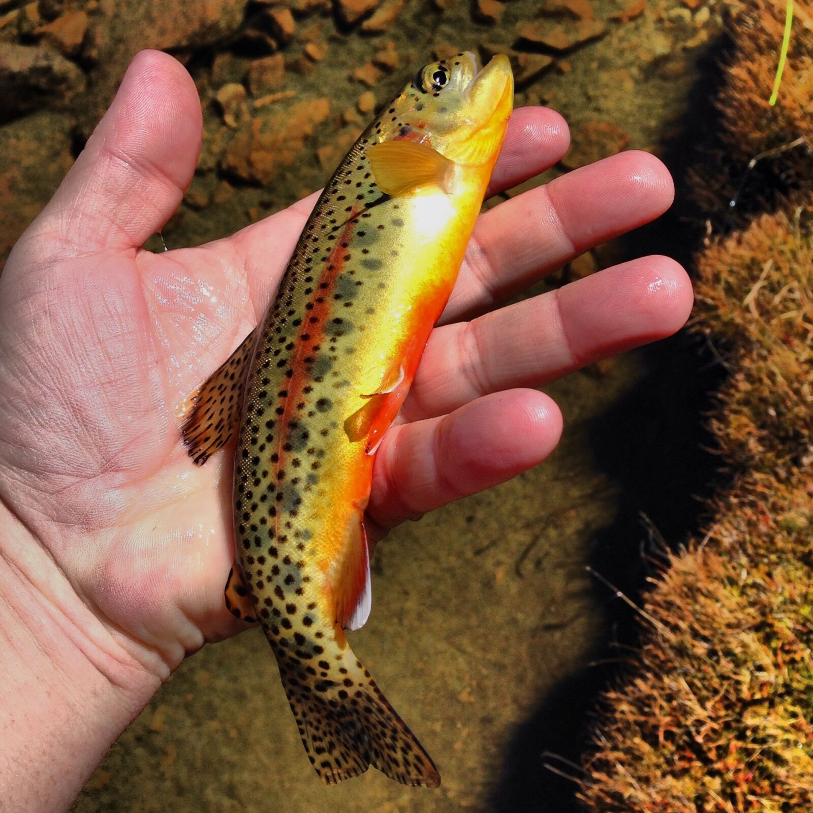 iPhone 5 back camera 4.12mm f/2.4 sample photo. Fishing, outdoors, fly-fishing photography
