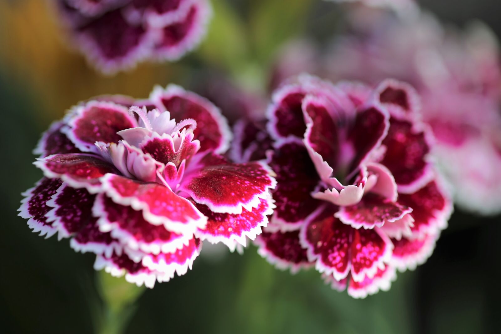 Canon EOS 6D + Canon EF 100mm F2.8 Macro USM sample photo. Violet carnations, flowers, blooming photography