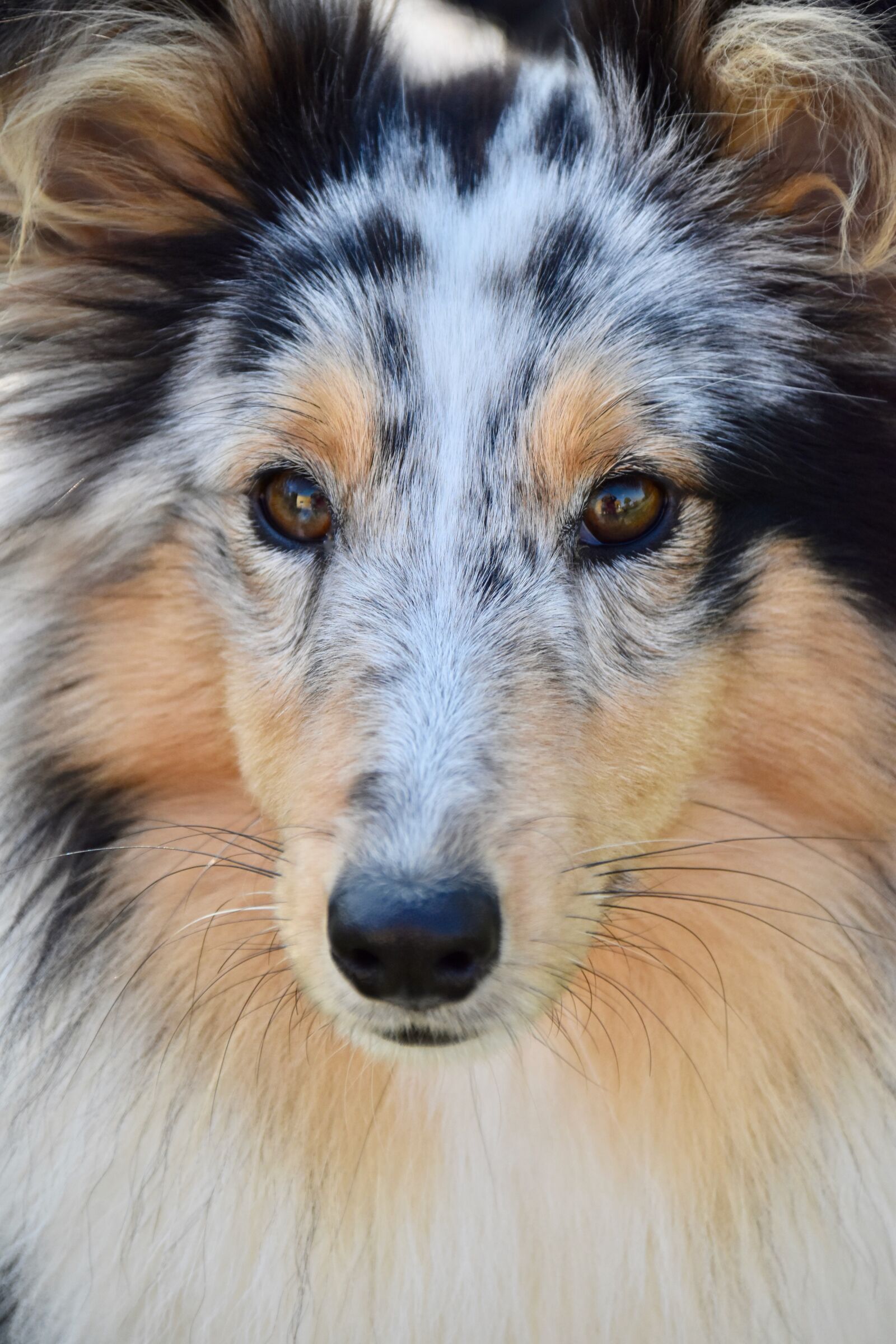 Nikon D5600 sample photo. Dog, bitch, shetland sheepdog photography