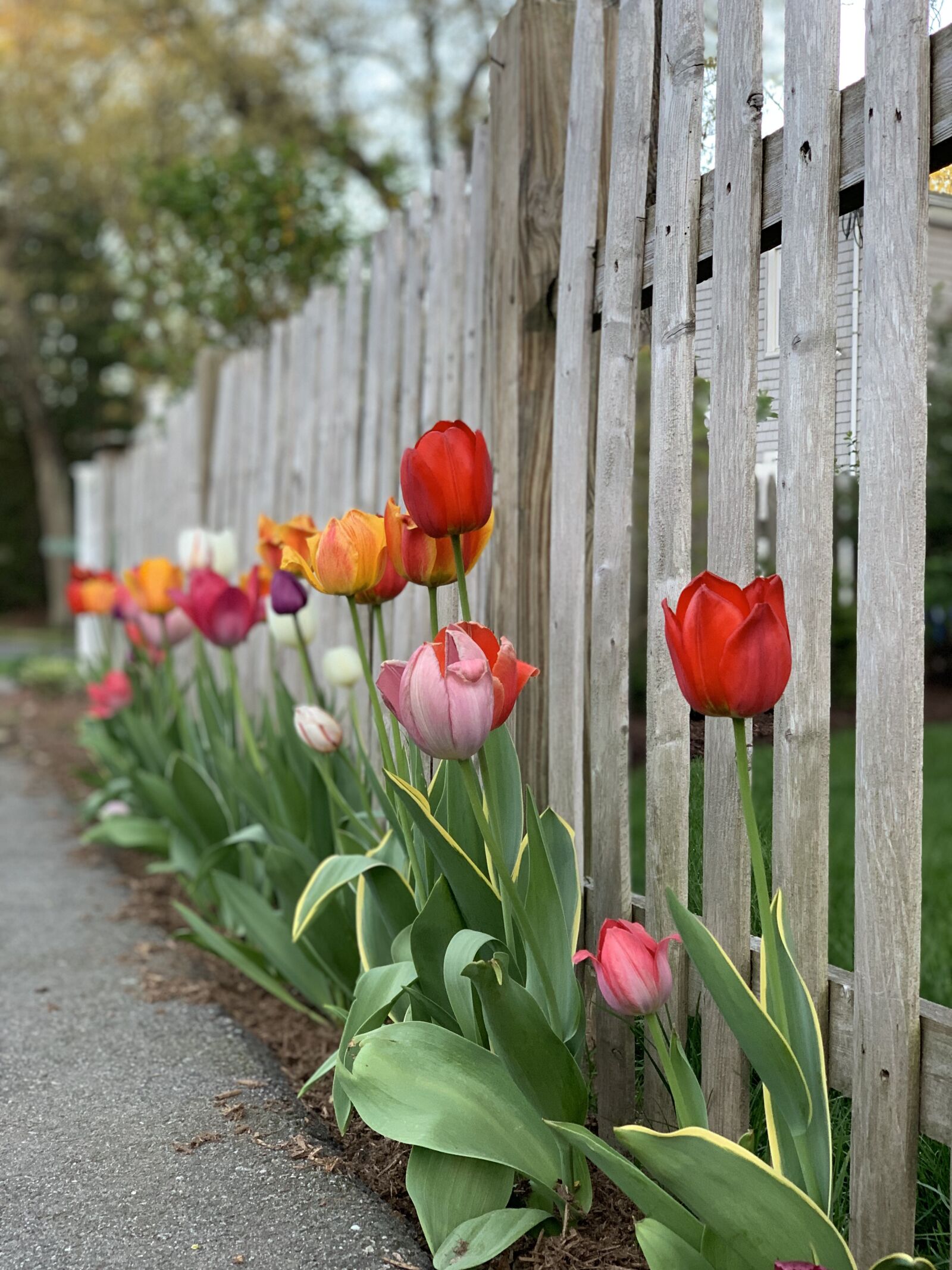 Apple iPhone XS Max + iPhone XS Max back dual camera 6mm f/2.4 sample photo. Tulips, fence, flowers photography