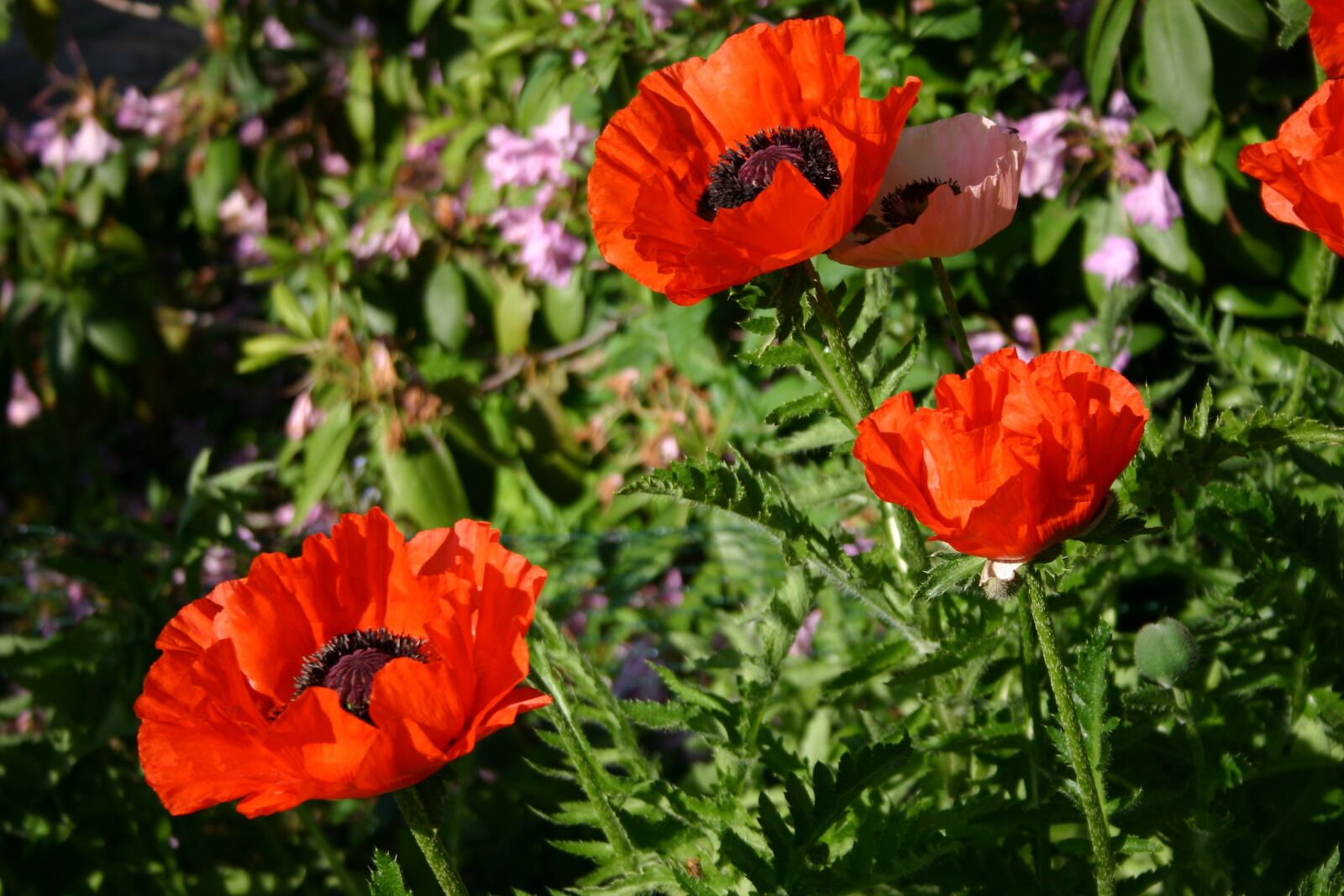 Canon EOS 300D (EOS Digital Rebel / EOS Kiss Digital) sample photo. Poppies, klatschmohn, mohngewaechs photography